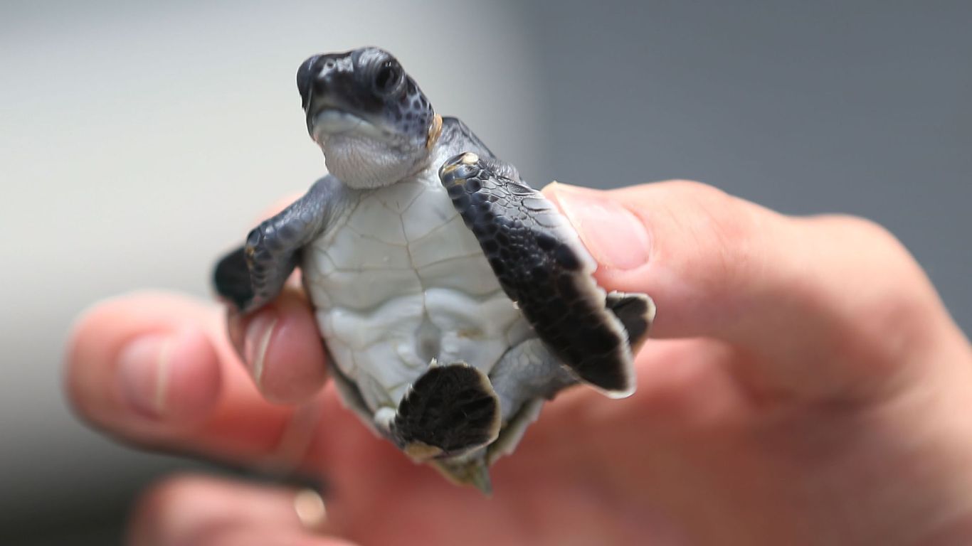 Why you can't touch baby sea turtles on Florida beaches - Axios Tampa Bay