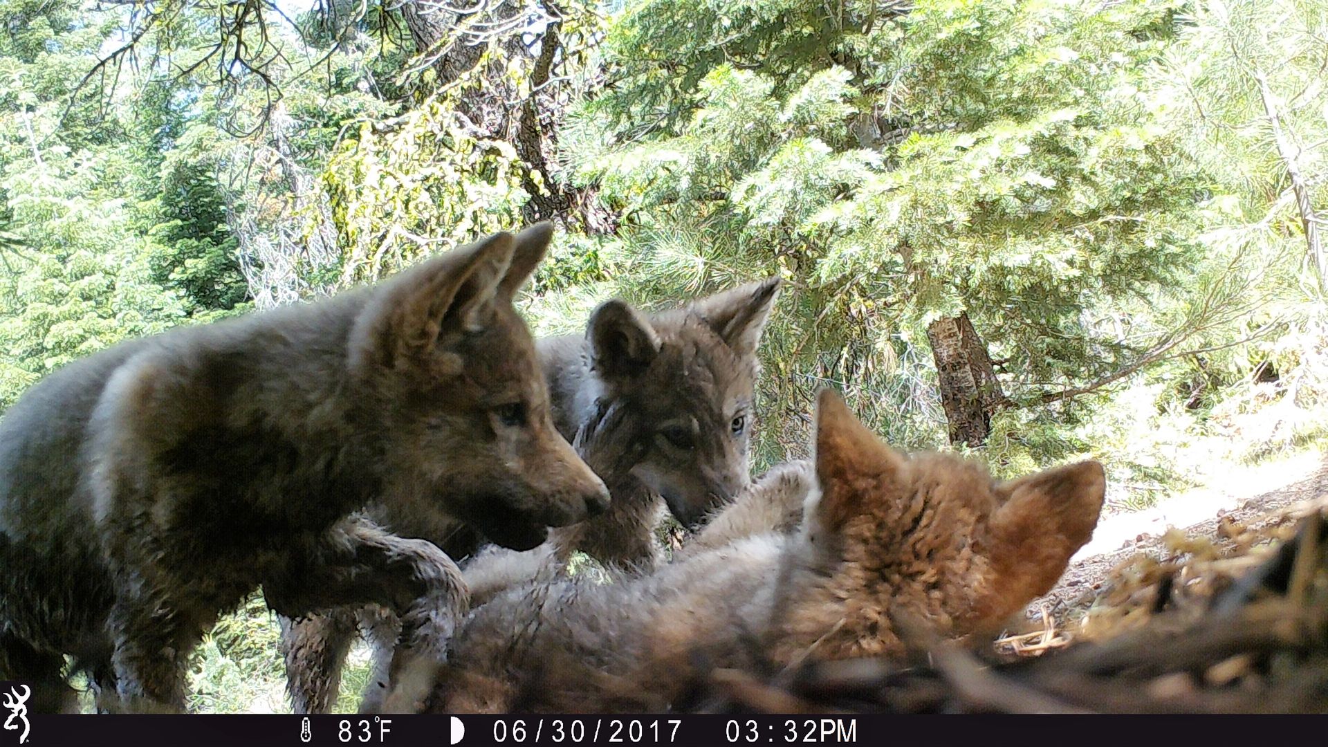 Three wolf pups in a green forest; two puppies are standing and looking at the third lying on the ground. The scene is sunlit with trees in the background.