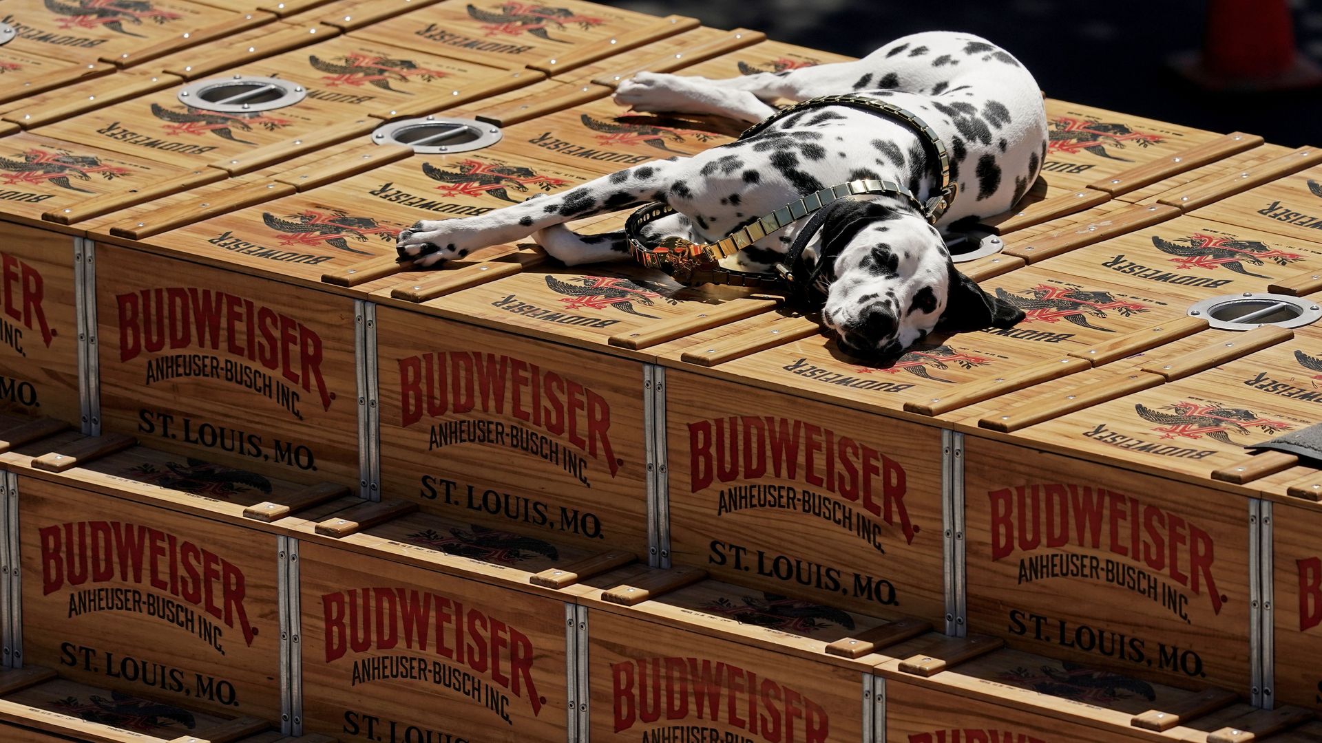 A dog laying on beer crates