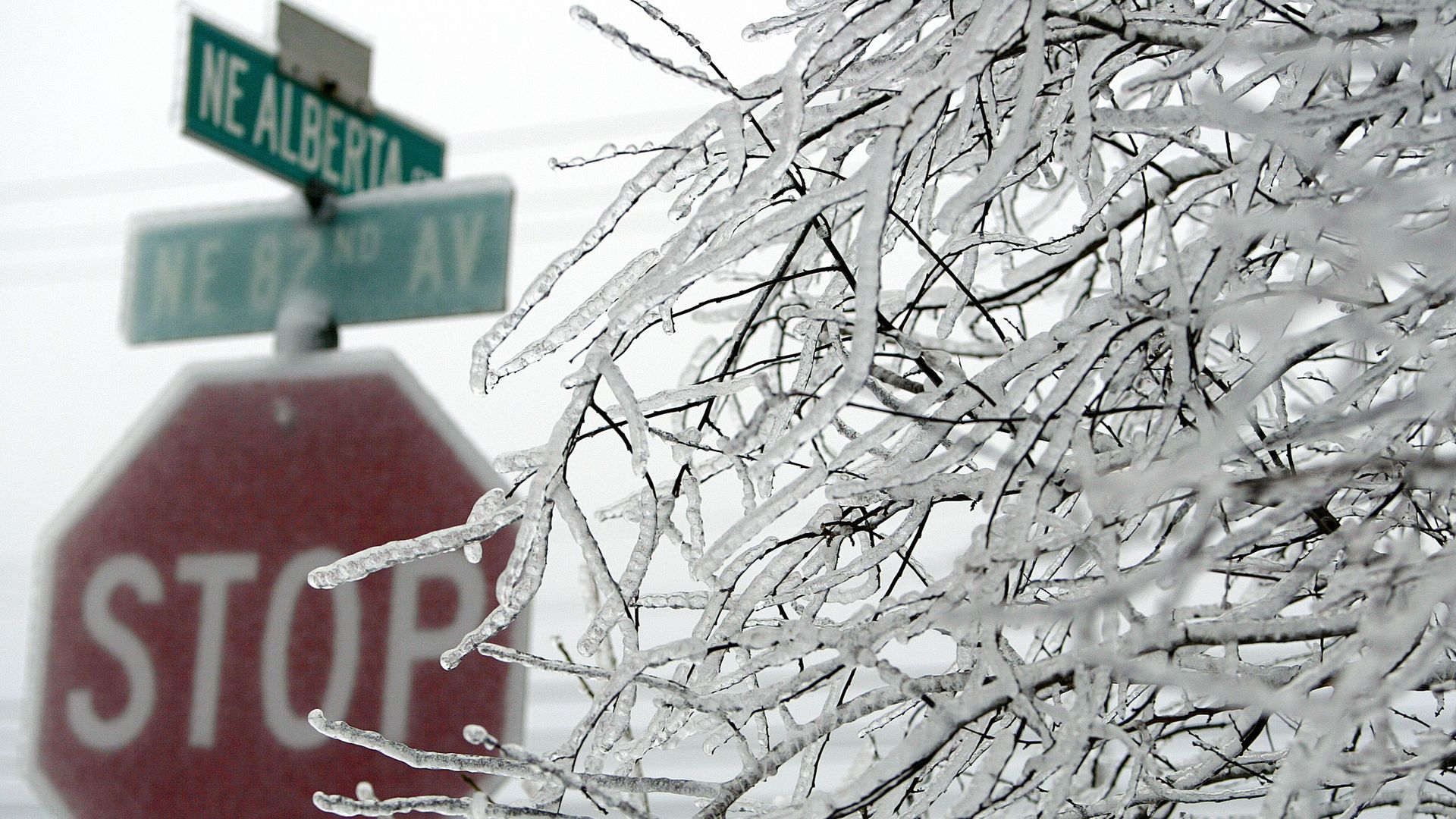 Layers of ice coat tree branches in front of a stop sign.