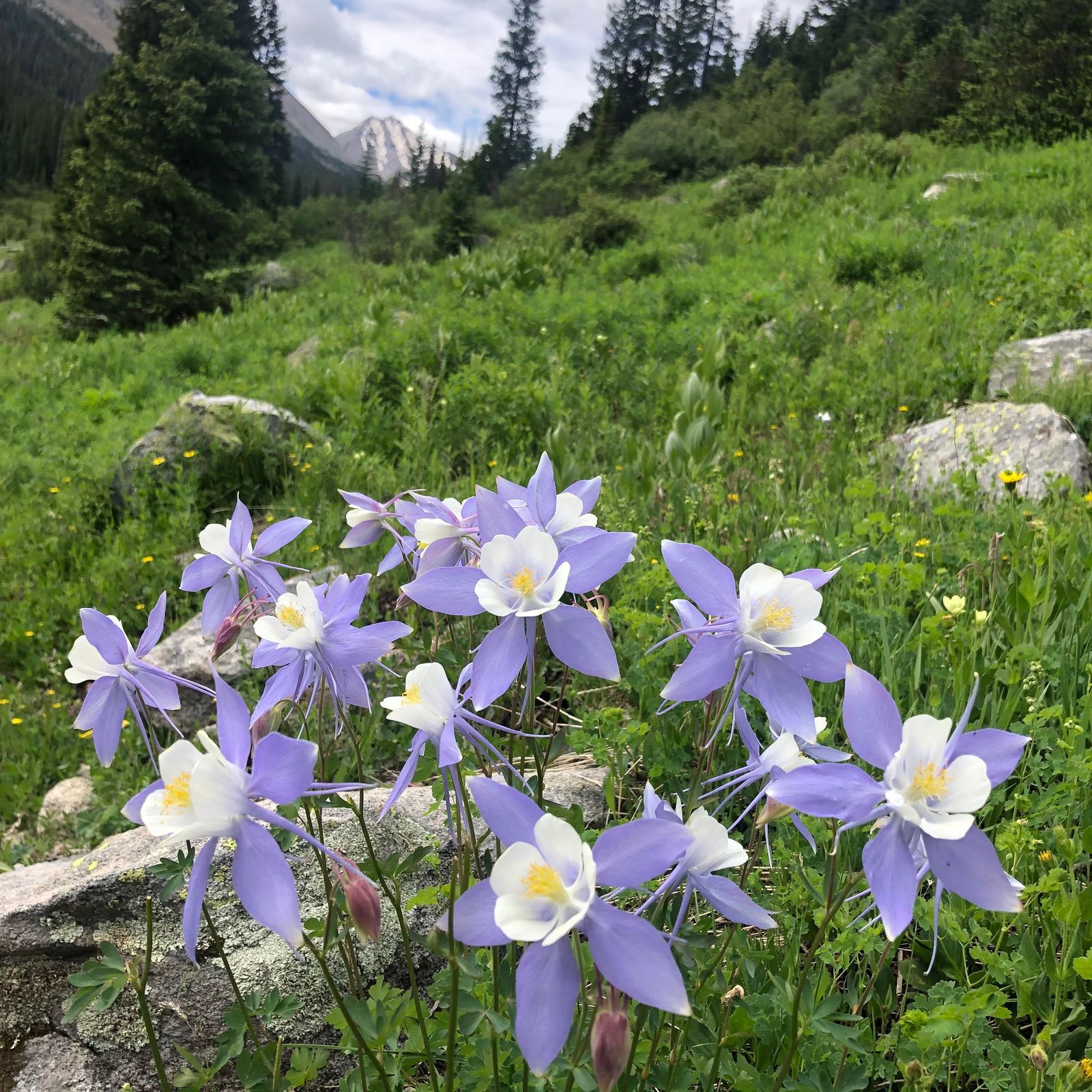 19 Unique Colorado Wildflowers from the Rocky Mountains: Visual