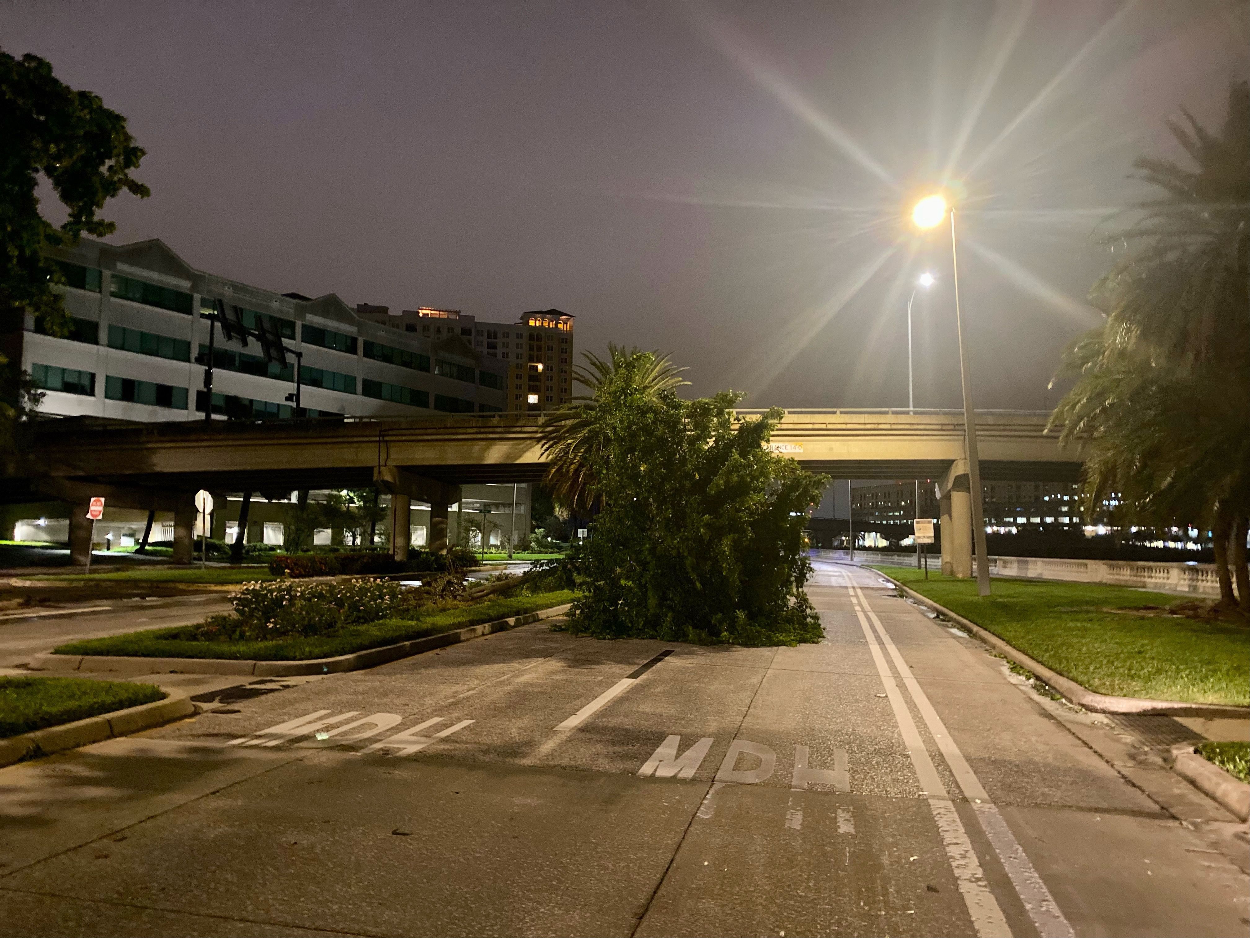  A tree down in the middle of Bayshore Boulevard this morning. 