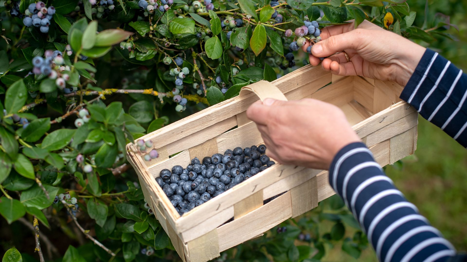 A close-up of a woman's arms and a basket as she picks blueberries