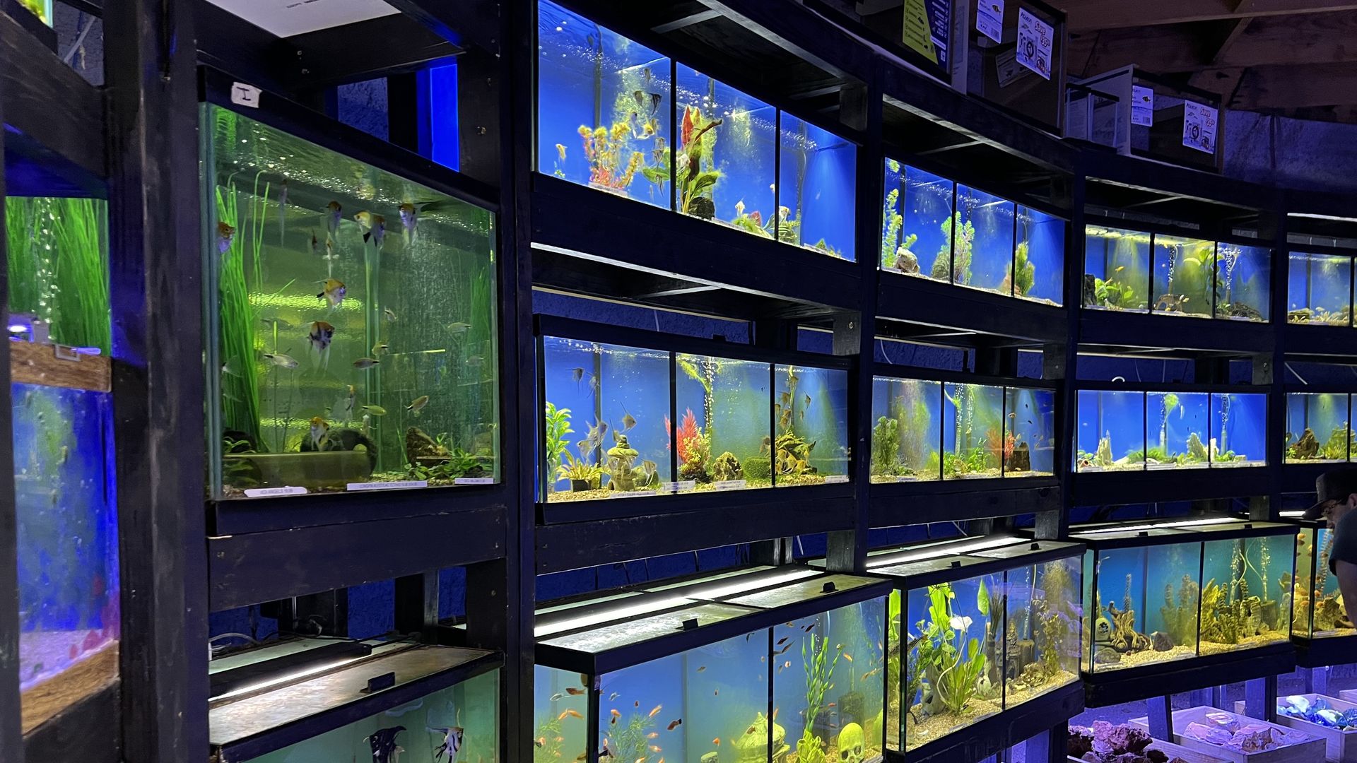 A photo of fish in tanks illuminated by blue lights.