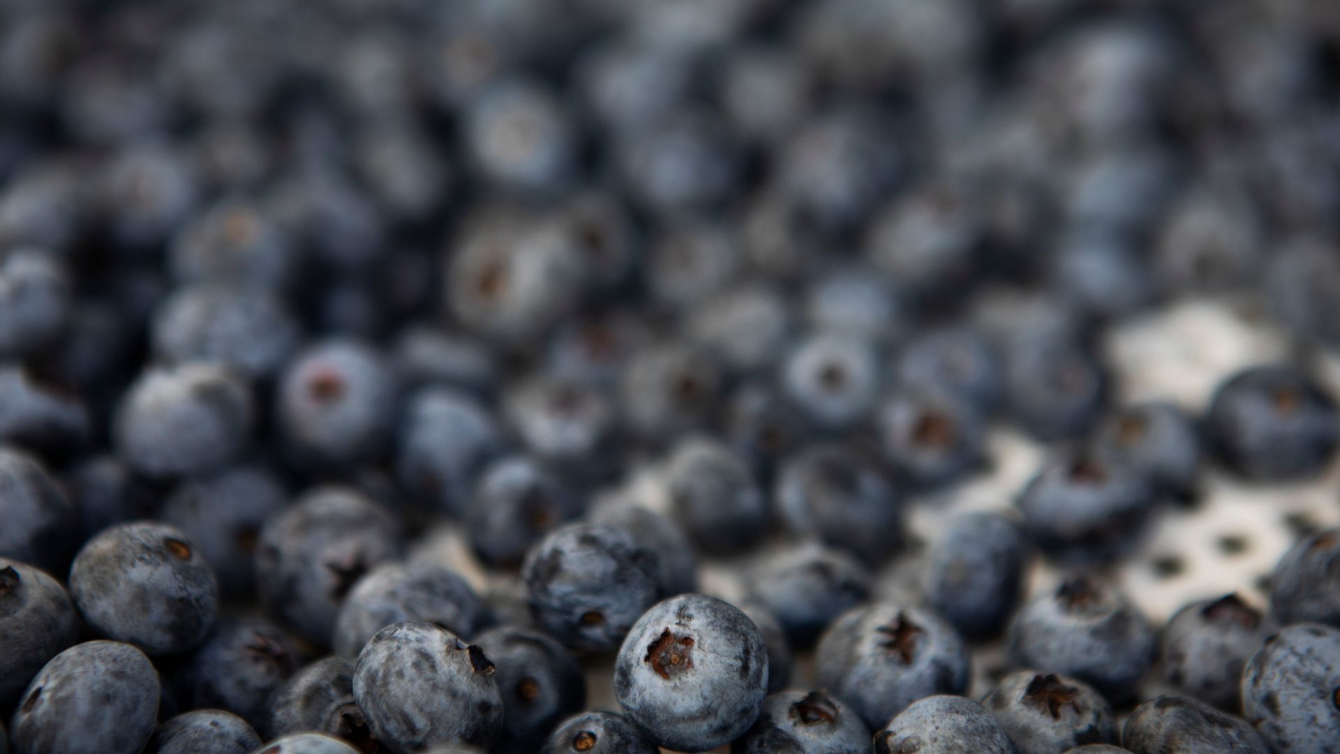 A farmworker harvests blueberries from rows of plants near Huacho, Peru.