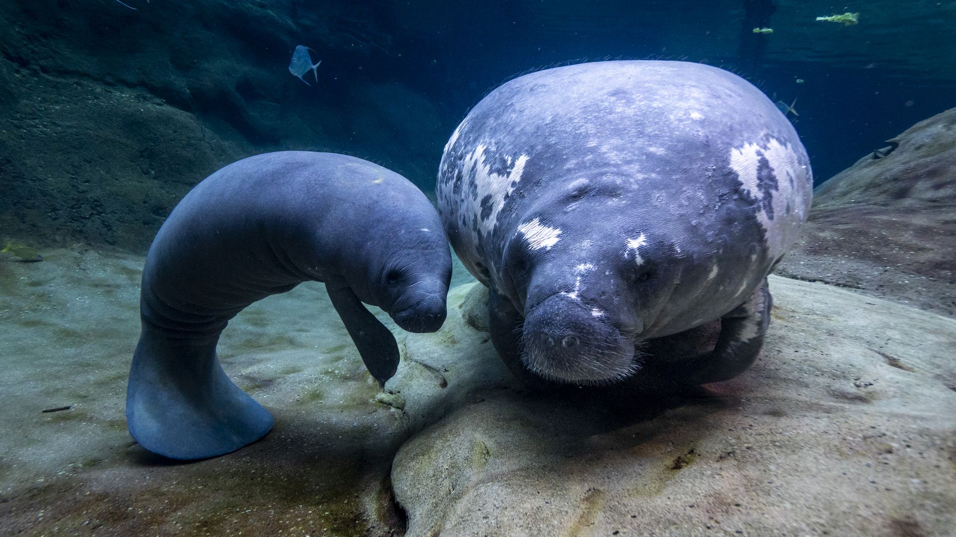 Two manatees swim on a sandy, rocky seabed in blue water; one large with white patches, the other smaller and darker.