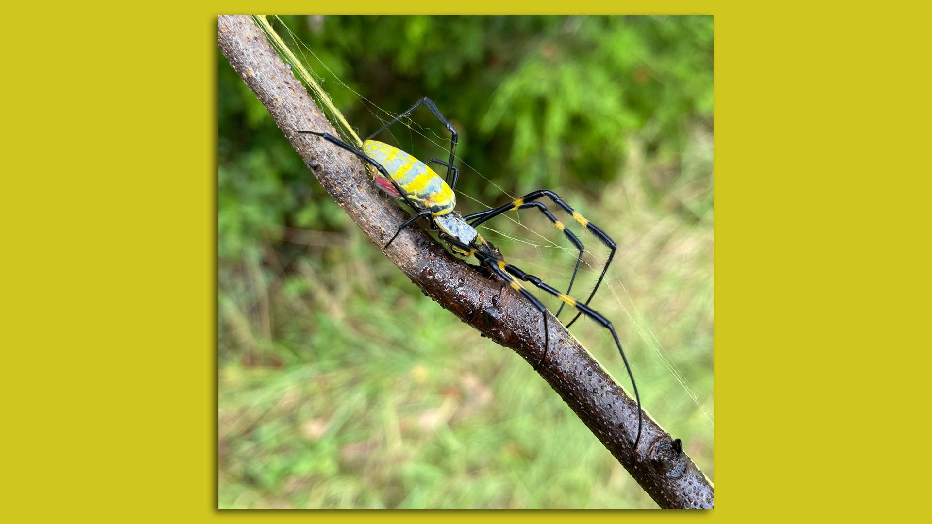 A creepy, large yellow and black spider with a bulbous, bright yellow body is crawling along a tree branch.