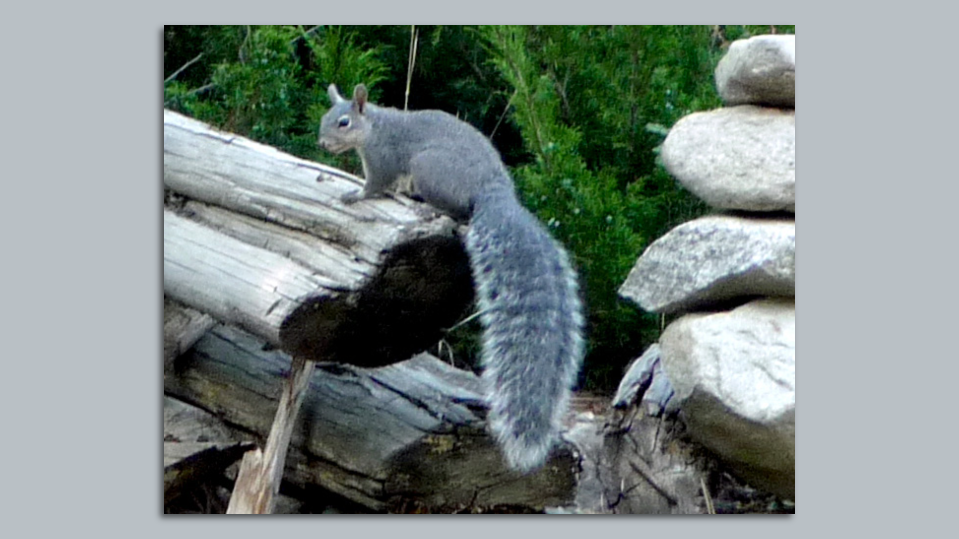 The Western gray squirrel  is now endangered in Washington state. 