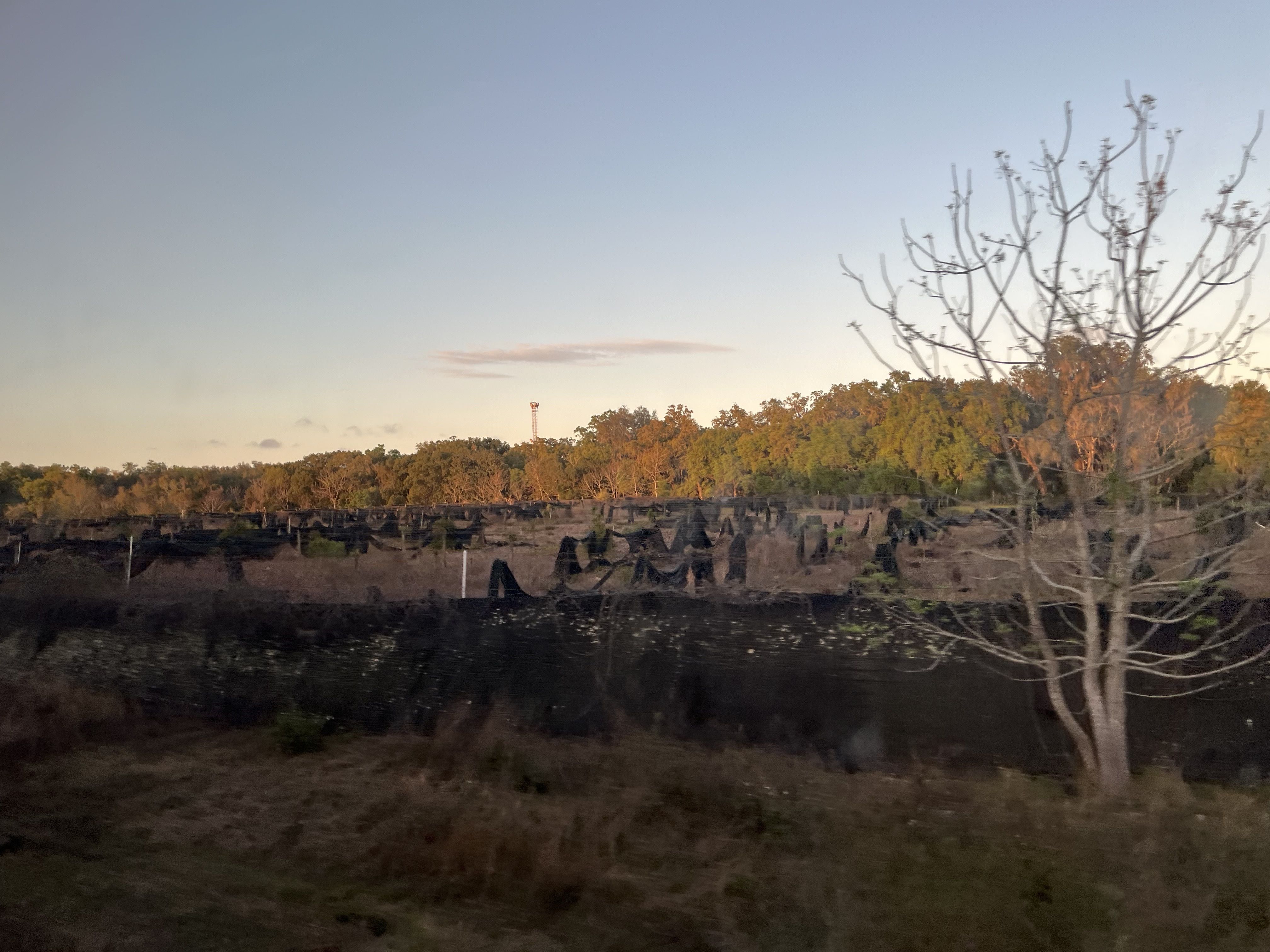 A view of trees along the train route on a sunny day.