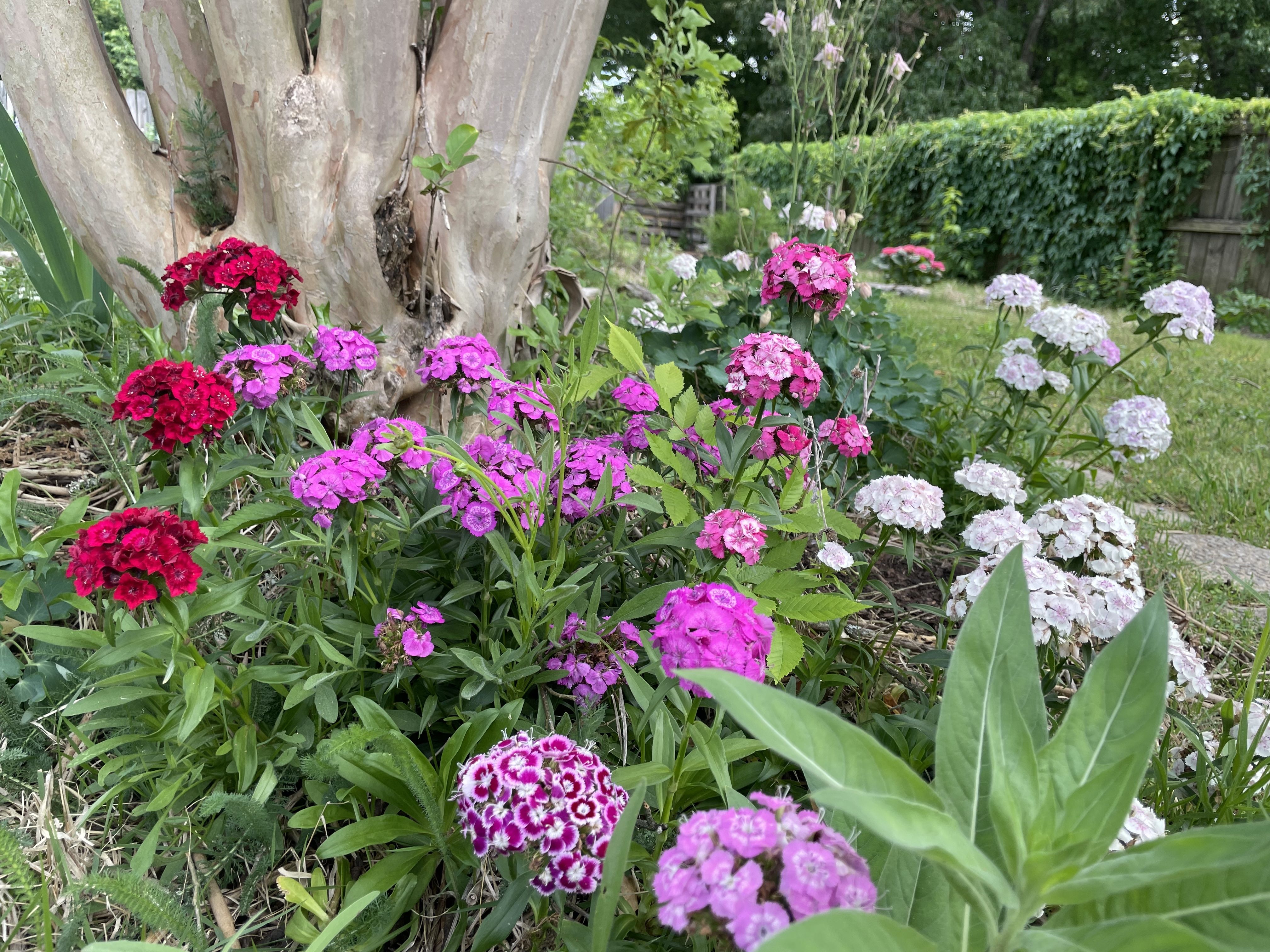 Garden scene with a thick tree trunk surrounded by bright pink, red, and white hydrangeas, lush green leaves, and a wooden fence in the background.