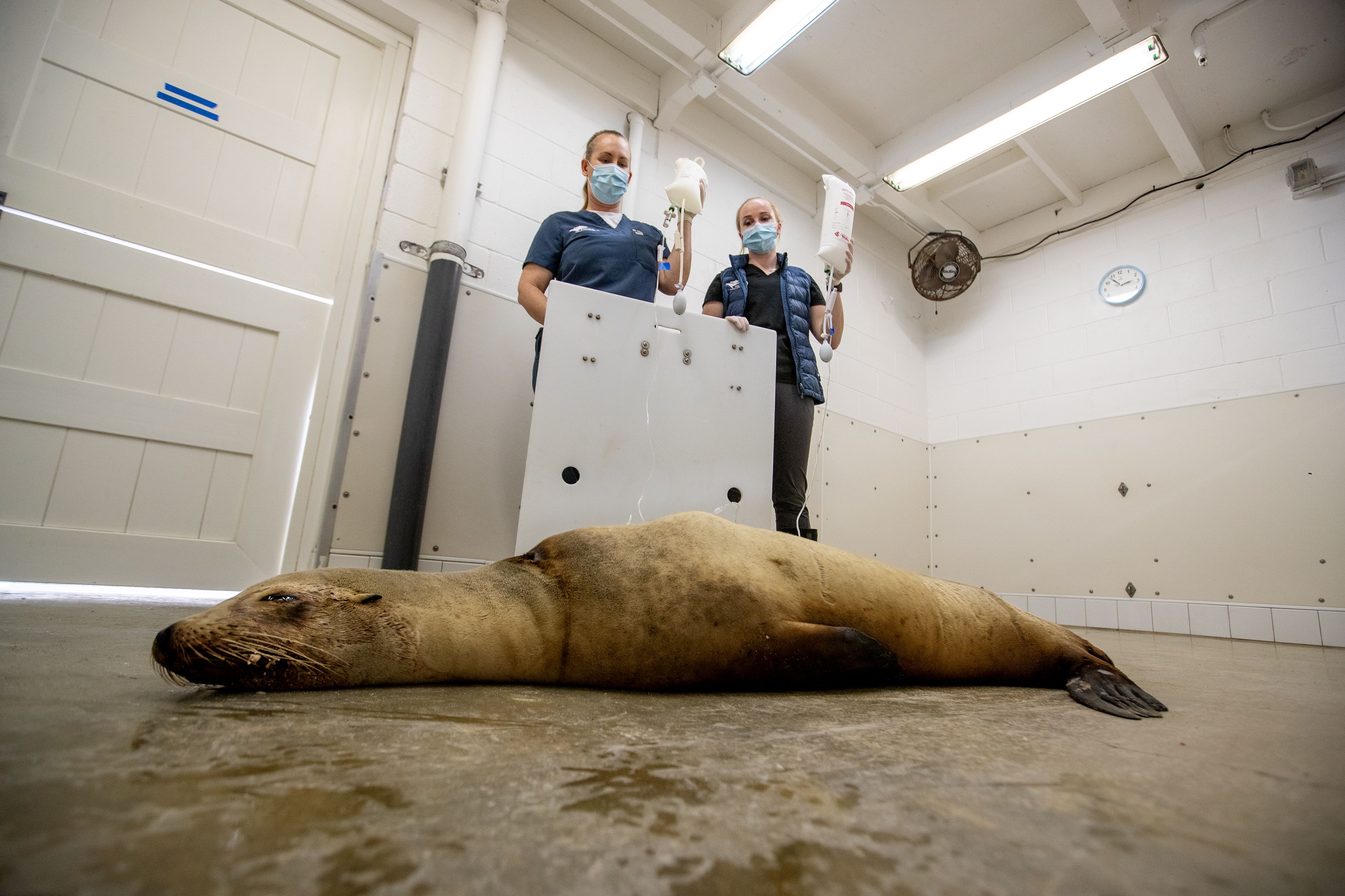 Hundreds of sea animals wash up dead in California amid toxic algal bloom -  Hindustan Times