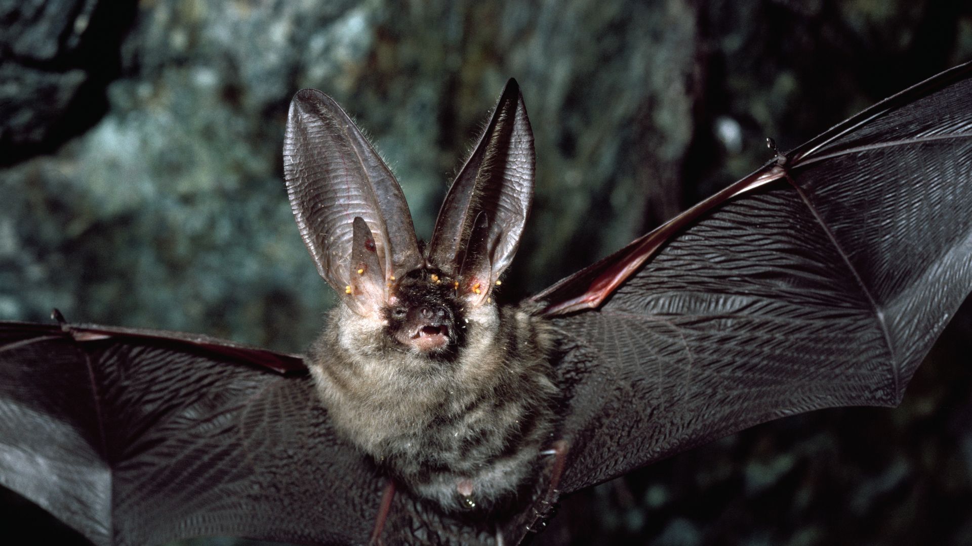 Photo of a brown long-eared bat.
