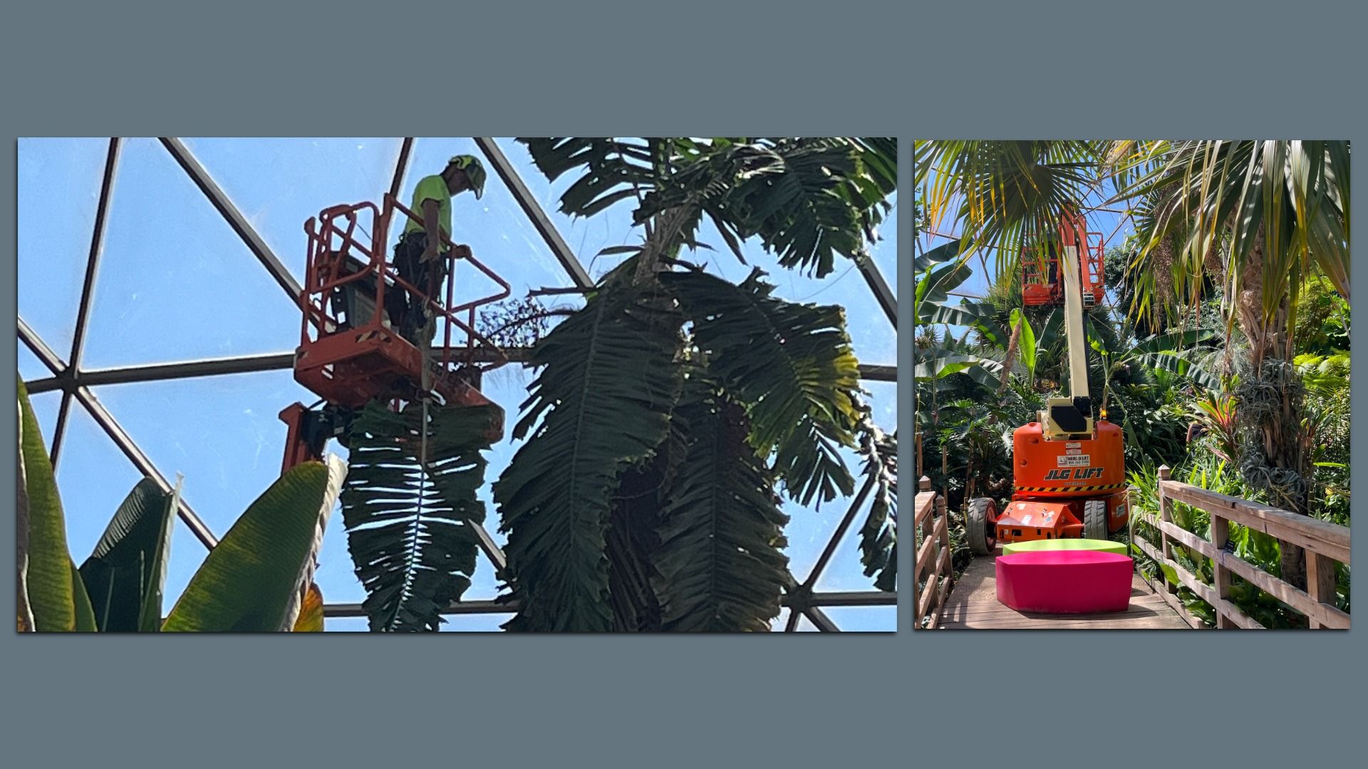 Photos of palm trees being cut down.