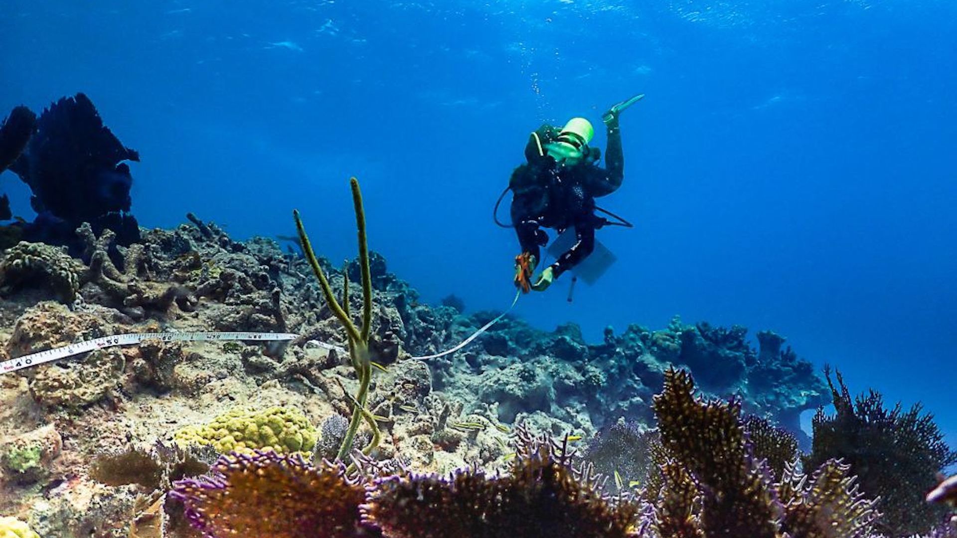 A photo of a diver using instruments to survey coral reef damage in the Florida Keys.
