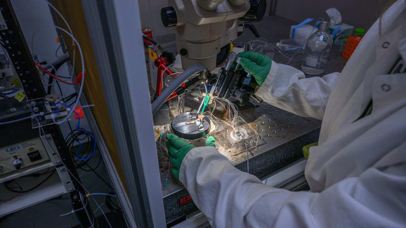 Locusts could help detect forever chemicals