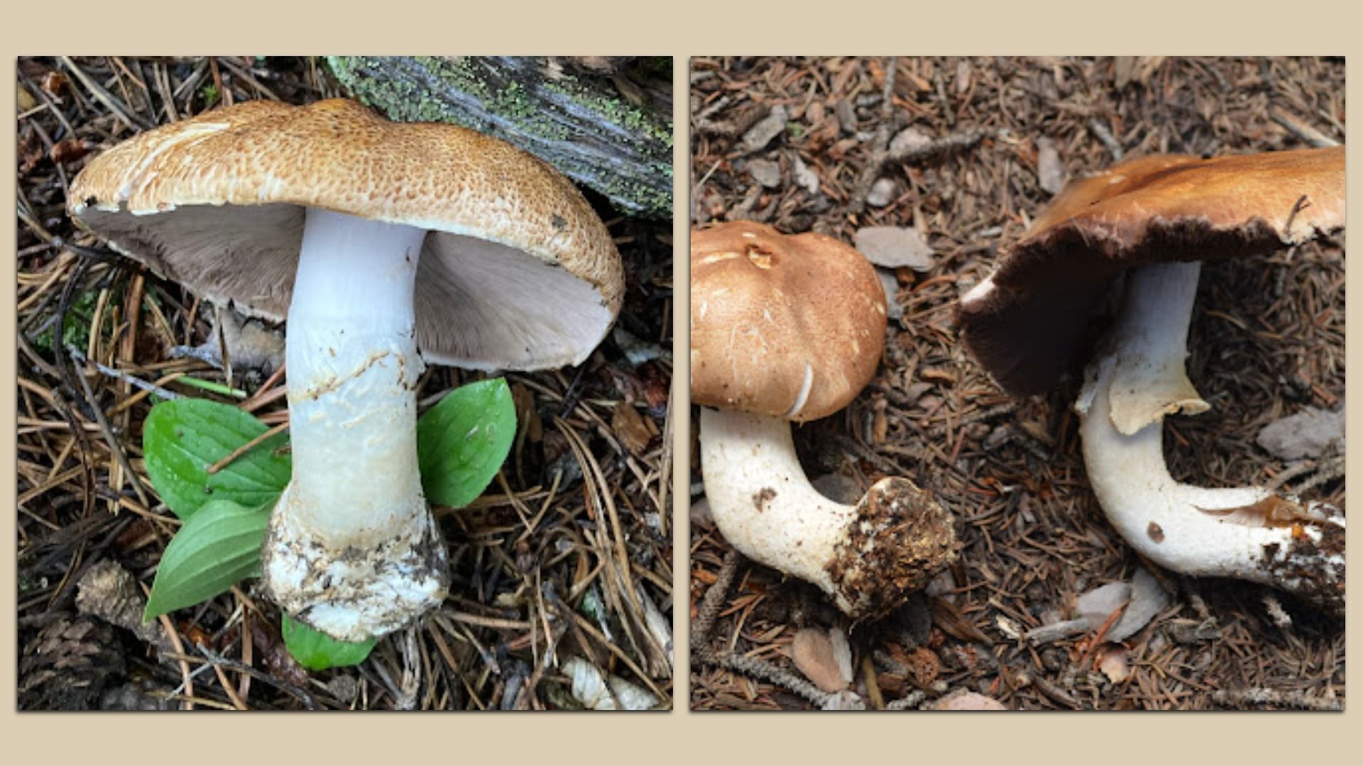 Two images of brown-capped mushrooms with white stems growing on forest floor with soil, leaves, pine needles, and small green plants visible around them.