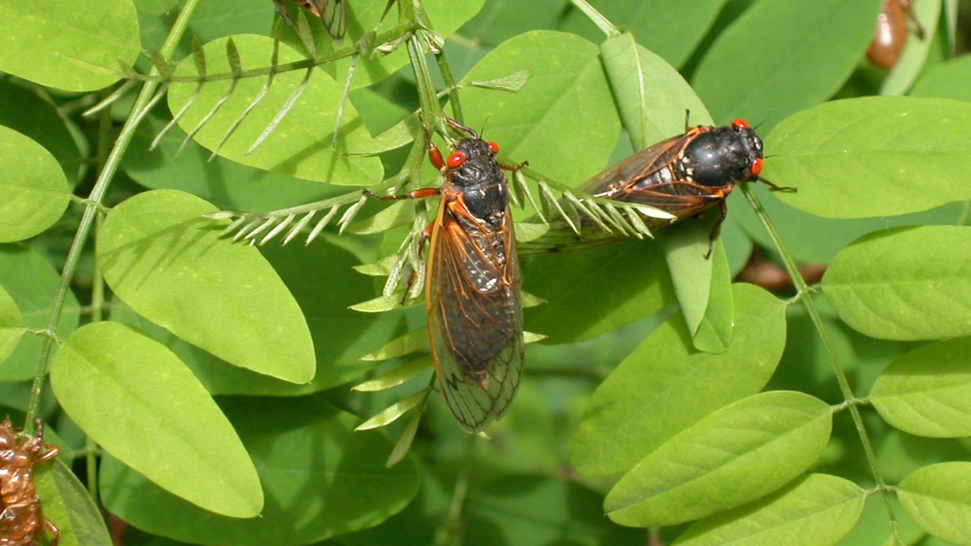 Adult cicadas dry their wings on leaves May 16, 2004 in Reston, Virginia. 