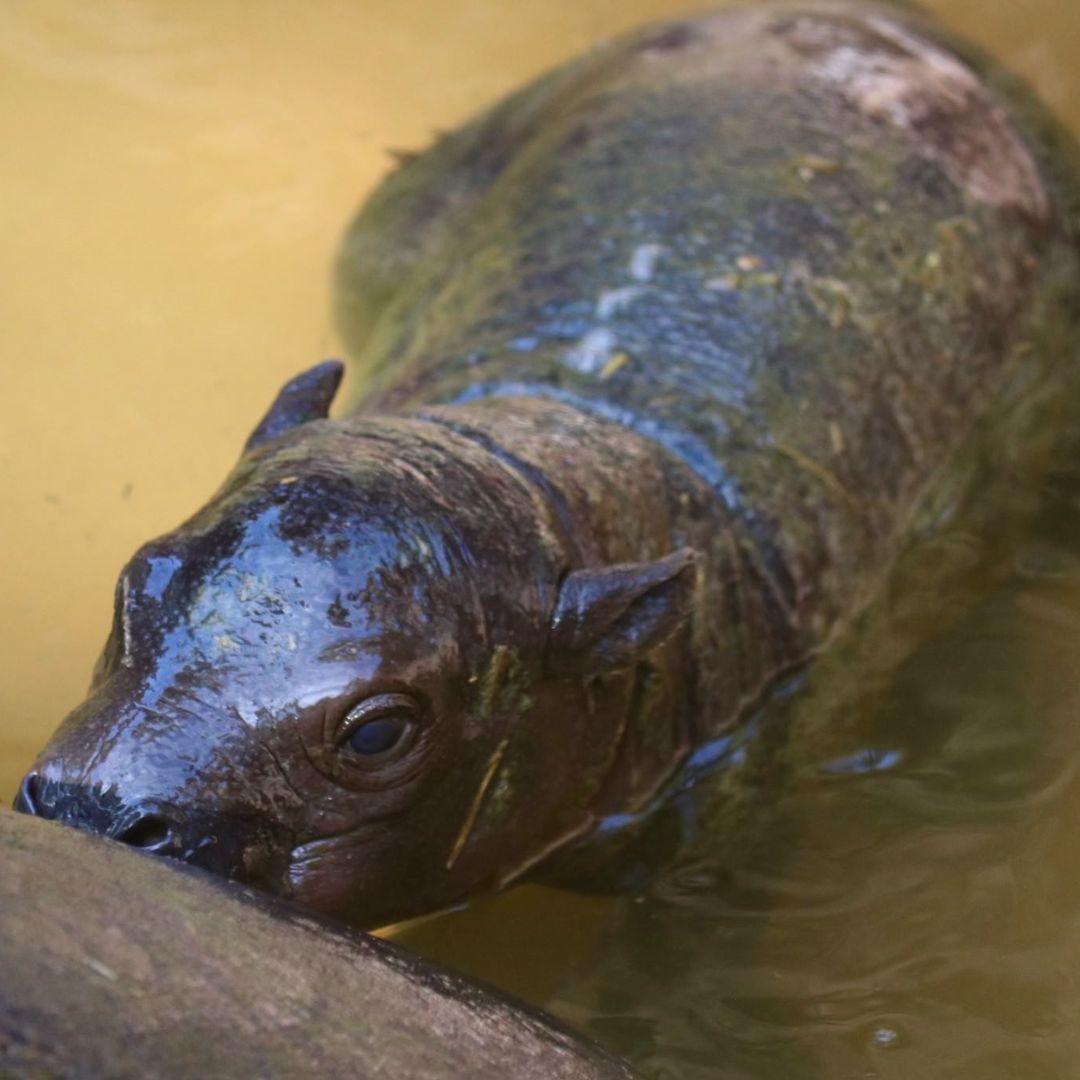 Moo Deng mania: Where to see baby pygmy hippos in the U.S.