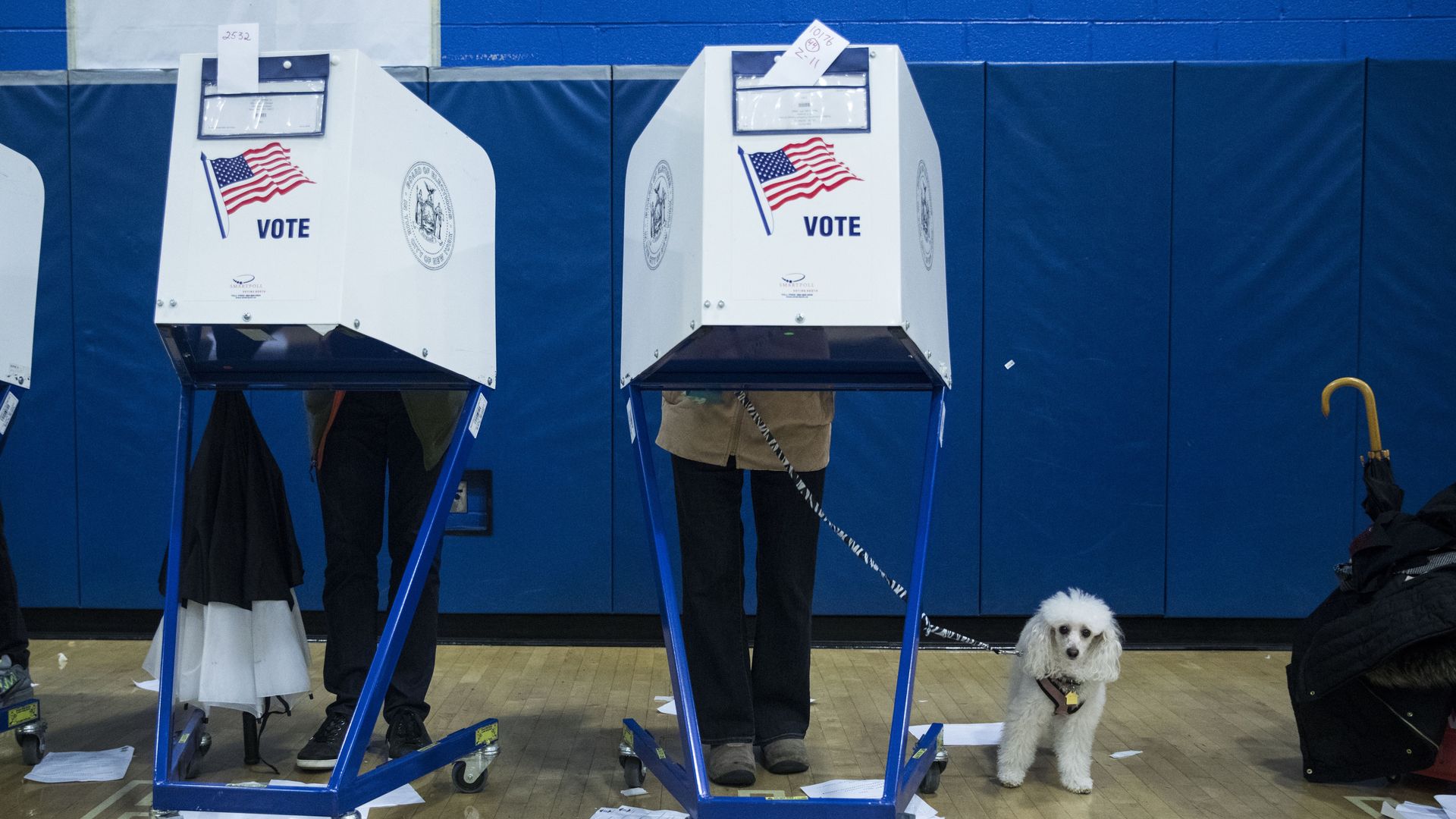 Two voting booths with people voting in them. One voter has a small, white, fluffy dog on a leash.