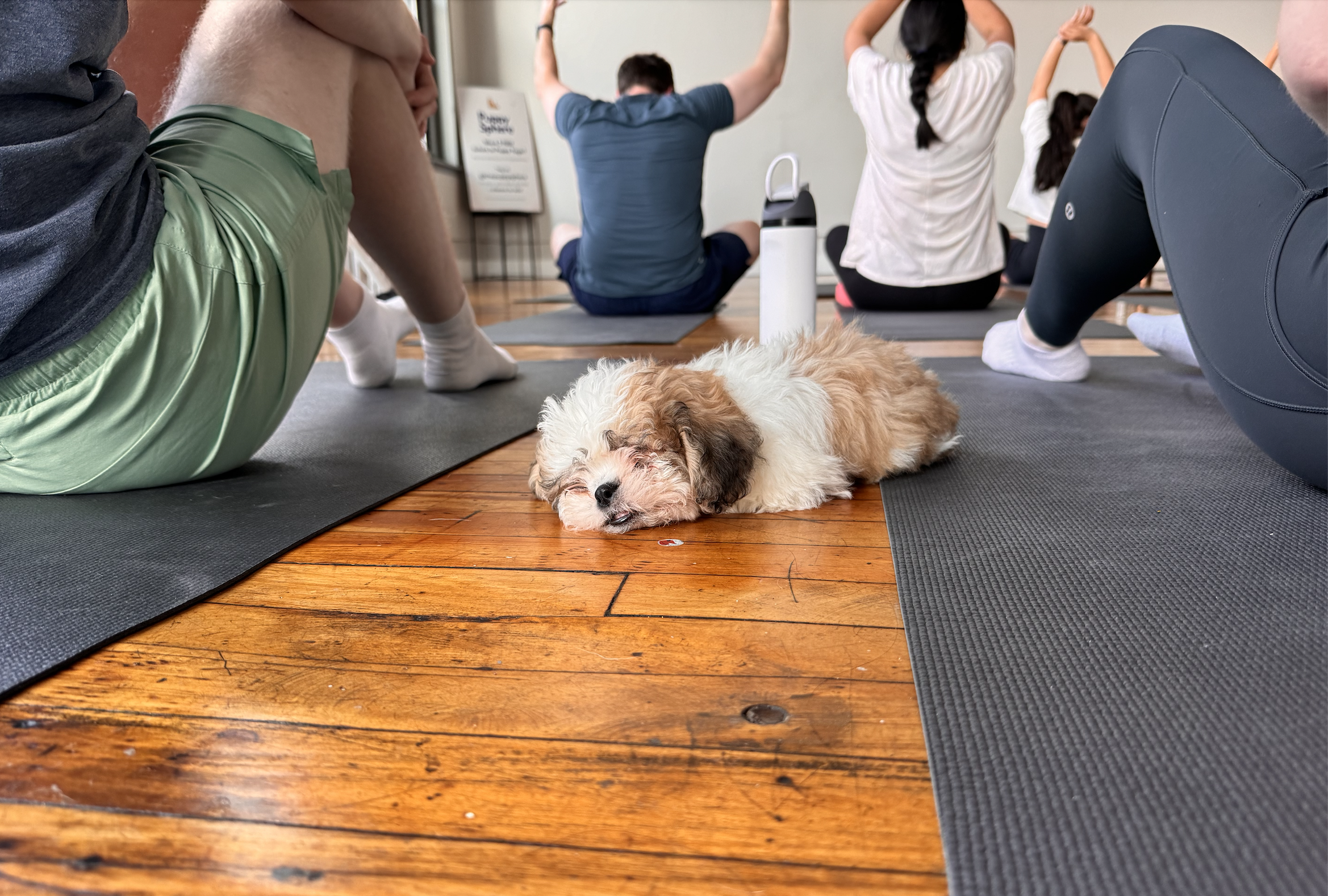 Photo of a dog sleeping while people do yoga on mats 