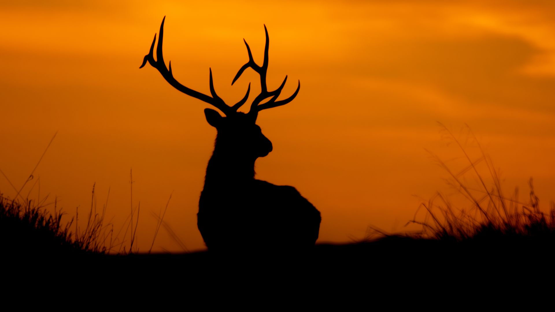 Silhouette of a stag with large, branching antlers seated in a grassy field as an orange sunset fills the sky.