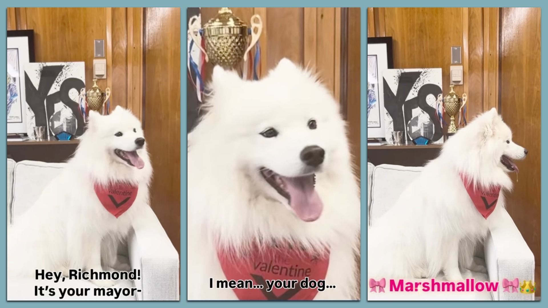 Three-panel image of a fluffy white dog wearing a red bandana sitting on a white couch against a wood-paneled wall with trophies. Text: "Hey, Richmond! It's your mayor-" "I mean... your dog..." "Marshmallow".