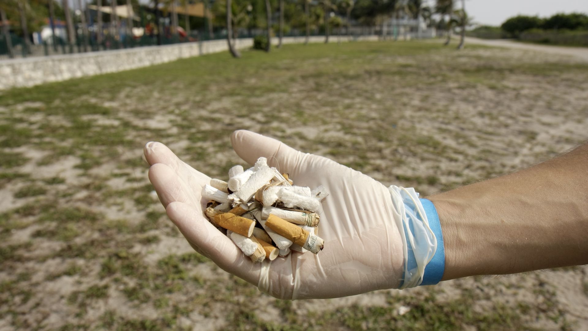 A volunteer holds polluted cigarette butts during a beach cleanup in Miami Beach.