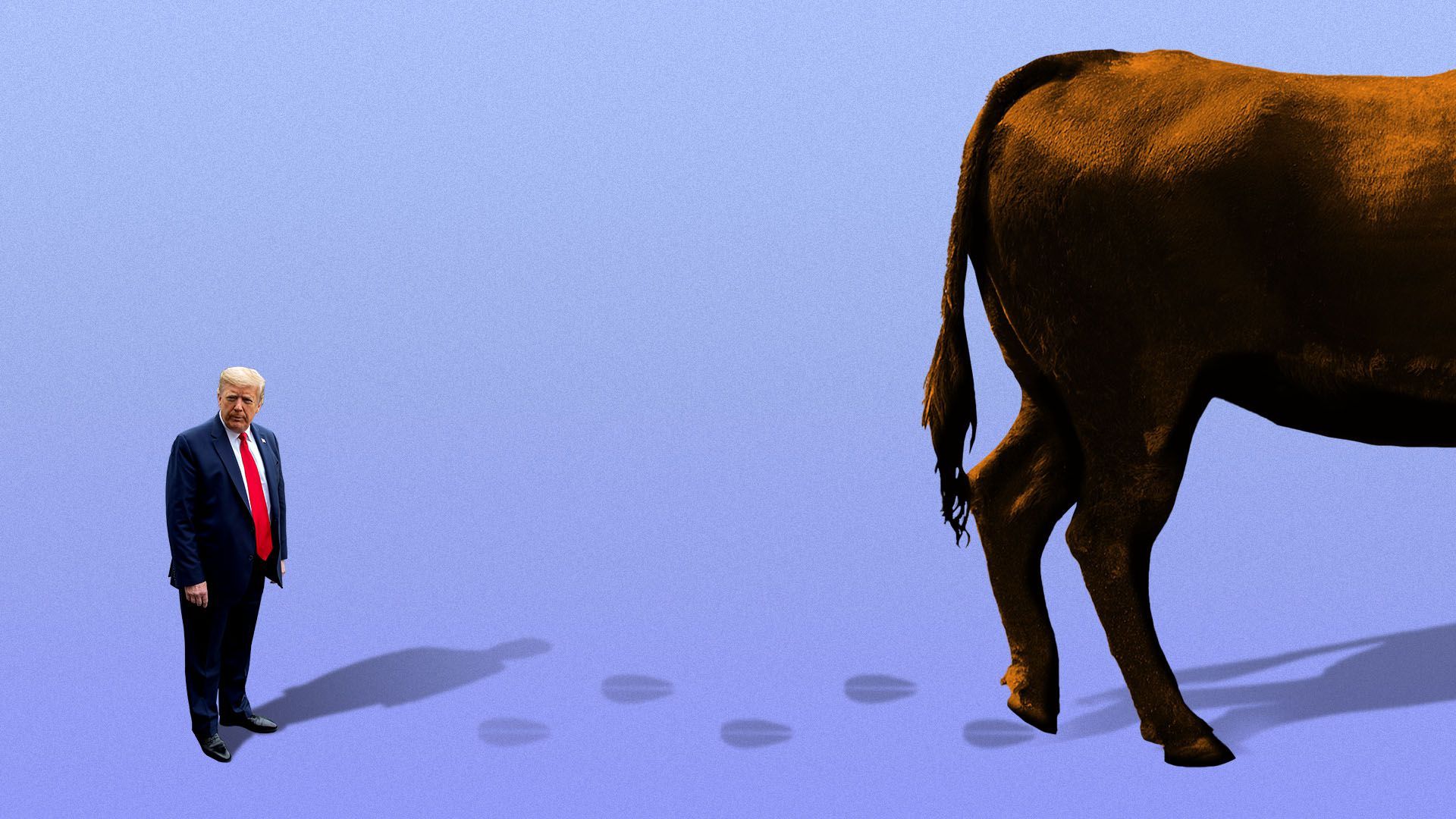 Illustration of a bull walking away from President Trump.