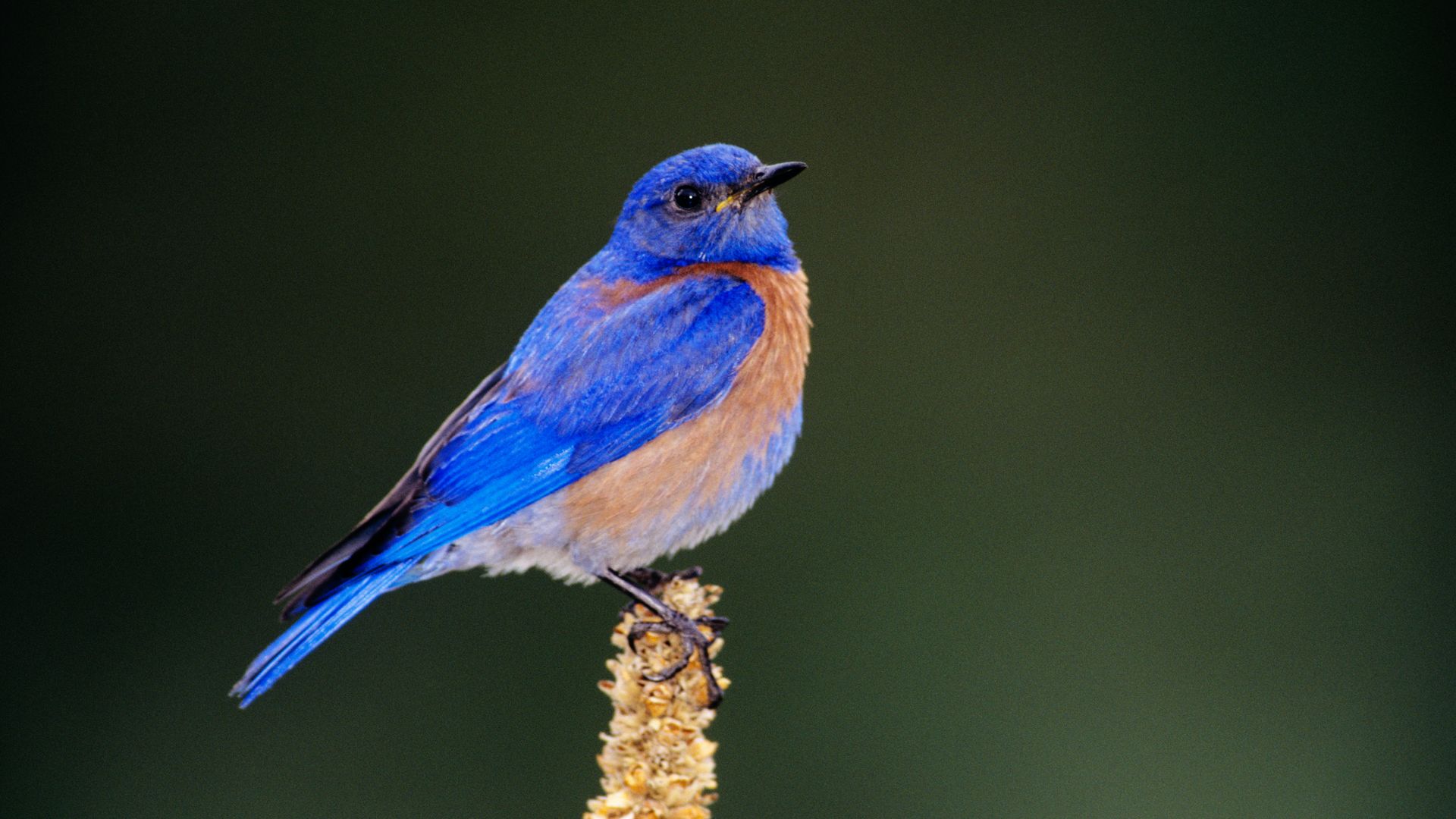 A photo of a bluebird.