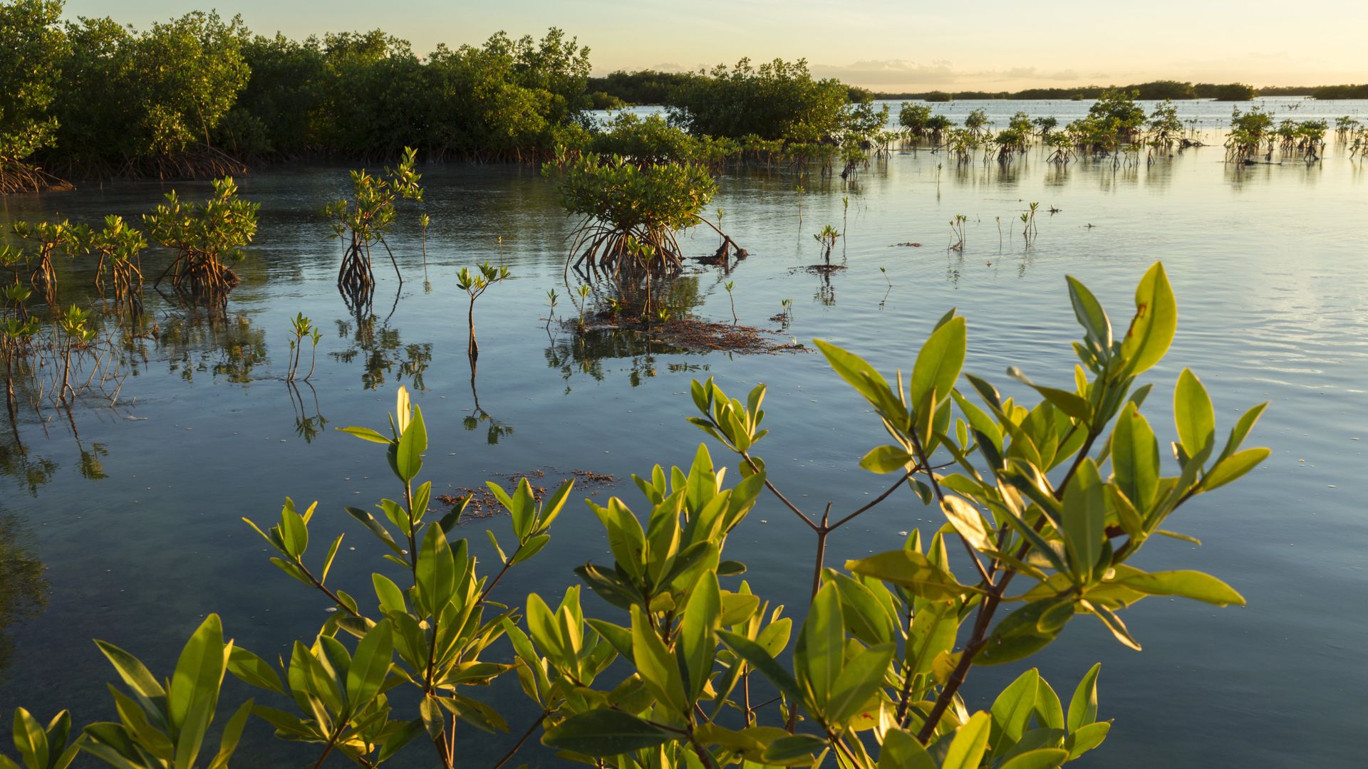 Mangrove forest, which is an ecosystem at particular risk.