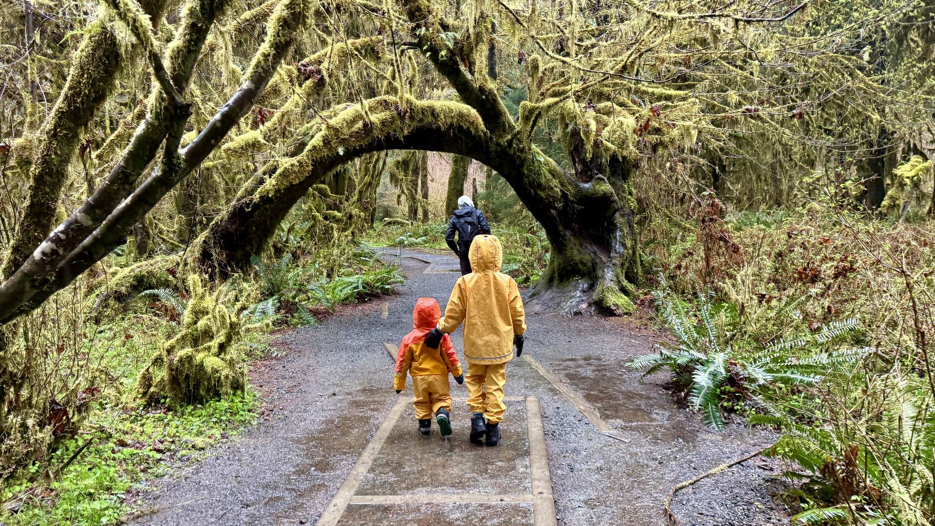 Child in yellow rainsuit helps younger child in orange on a trail in a Washington rainforest. 