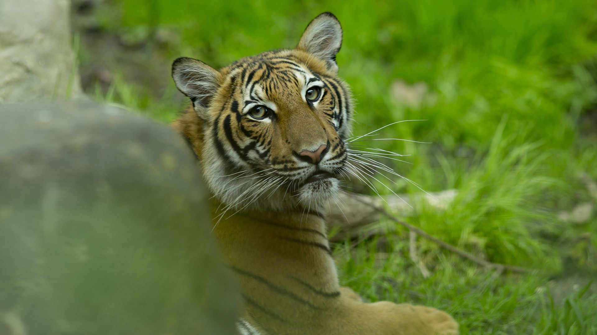 Tiger at Bronx Zoo tests positive for coronavirus - Axios