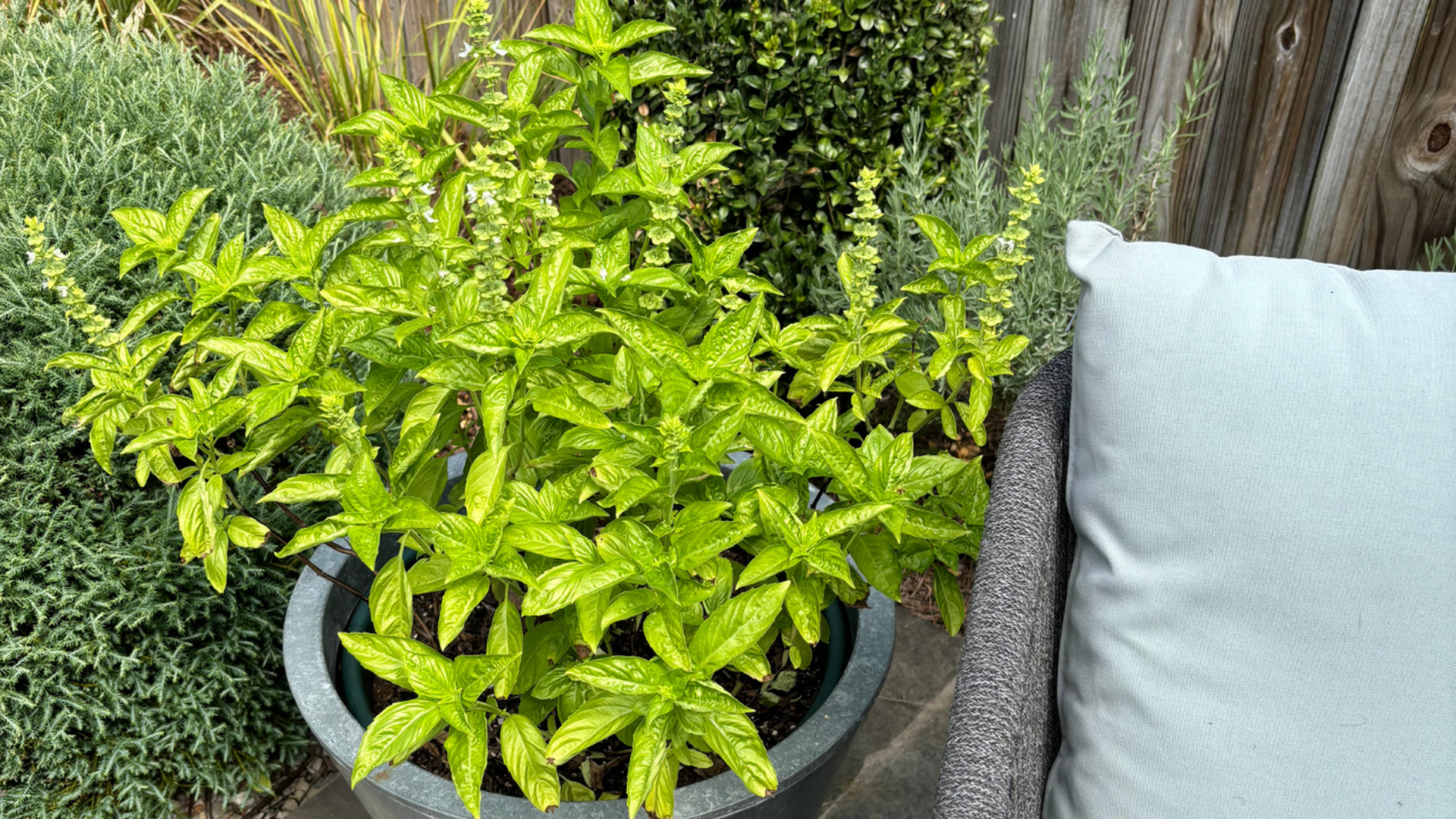 herbs in a pot on a patio