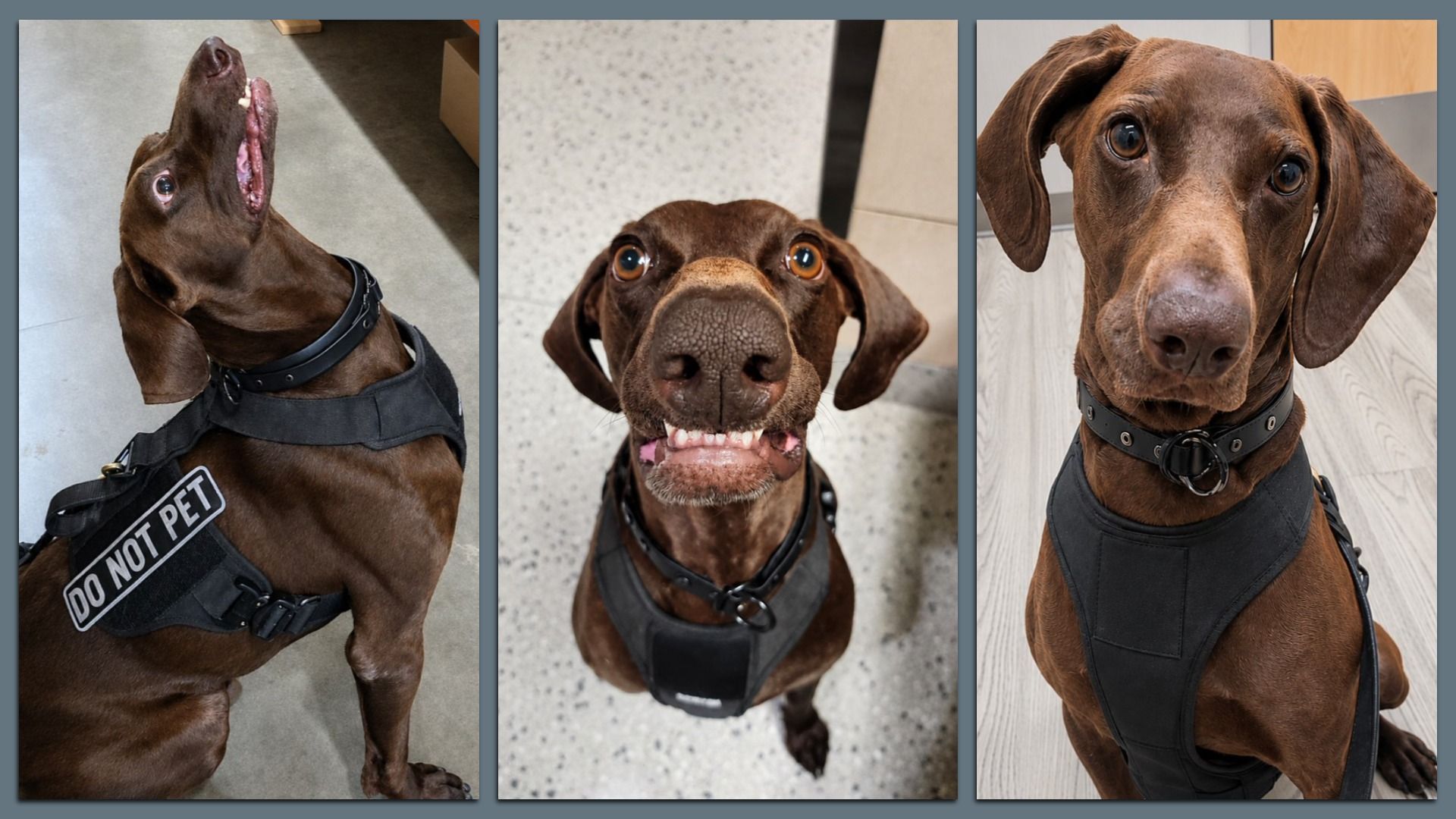 An image of a dog looking up next to an image of a dog showing off his teeth next to an image of a dog looking straight toward the camera