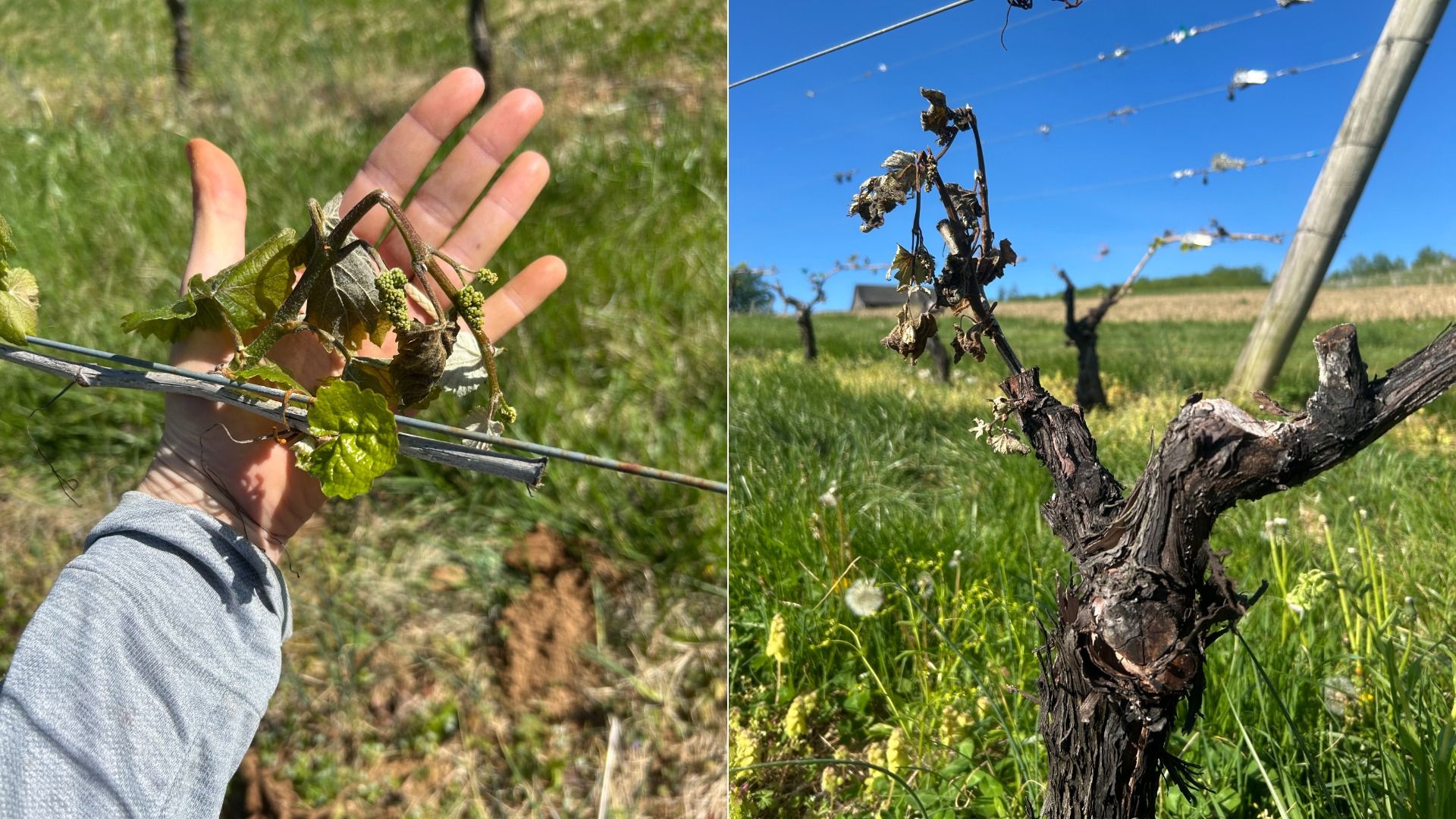 axios.com - Anna Spiegel - A late frost just crushed Mid-Atlantic wineries' 2026 crop