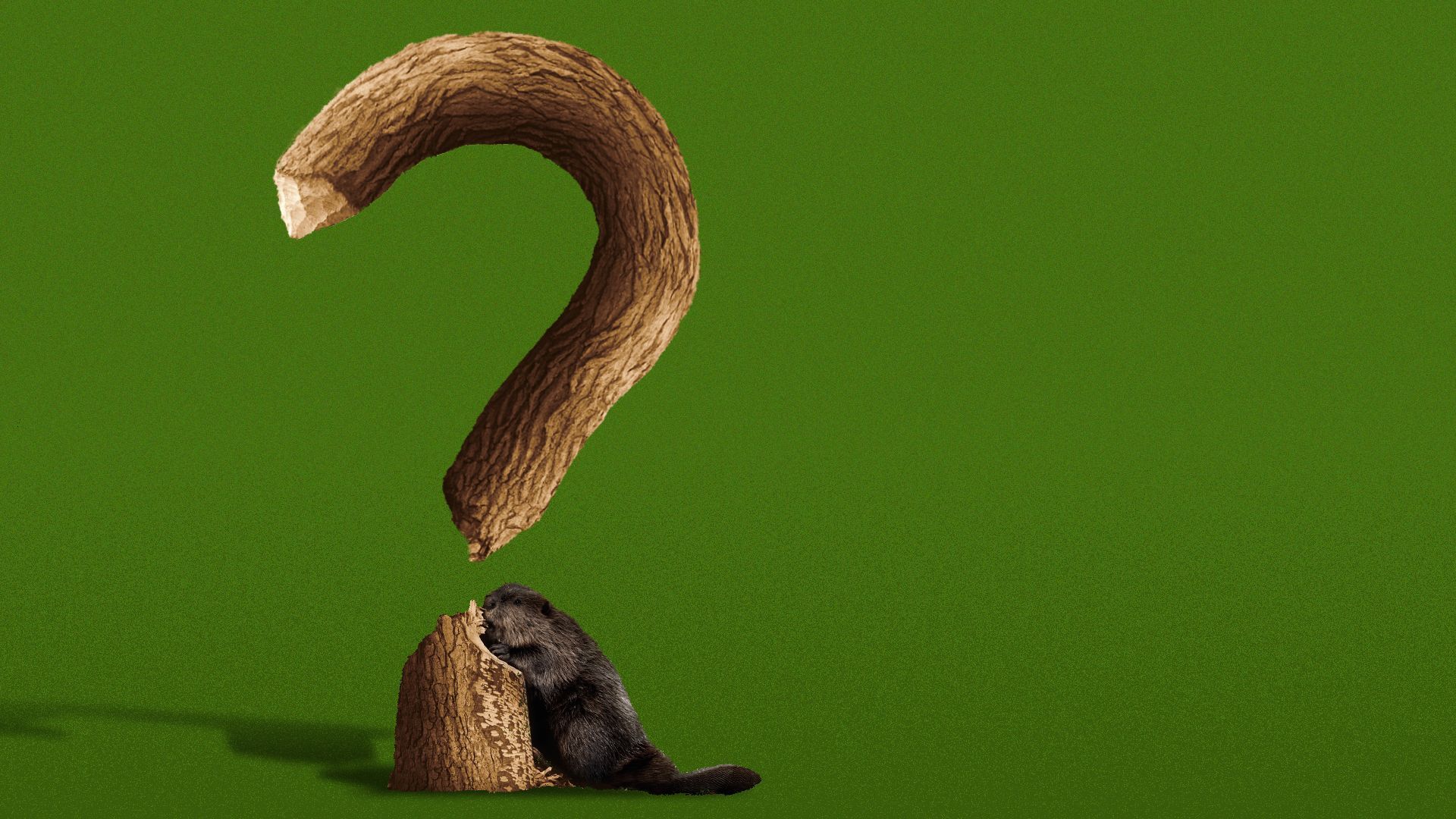 Illustration of a beaver carving a log into a question mark symbol.