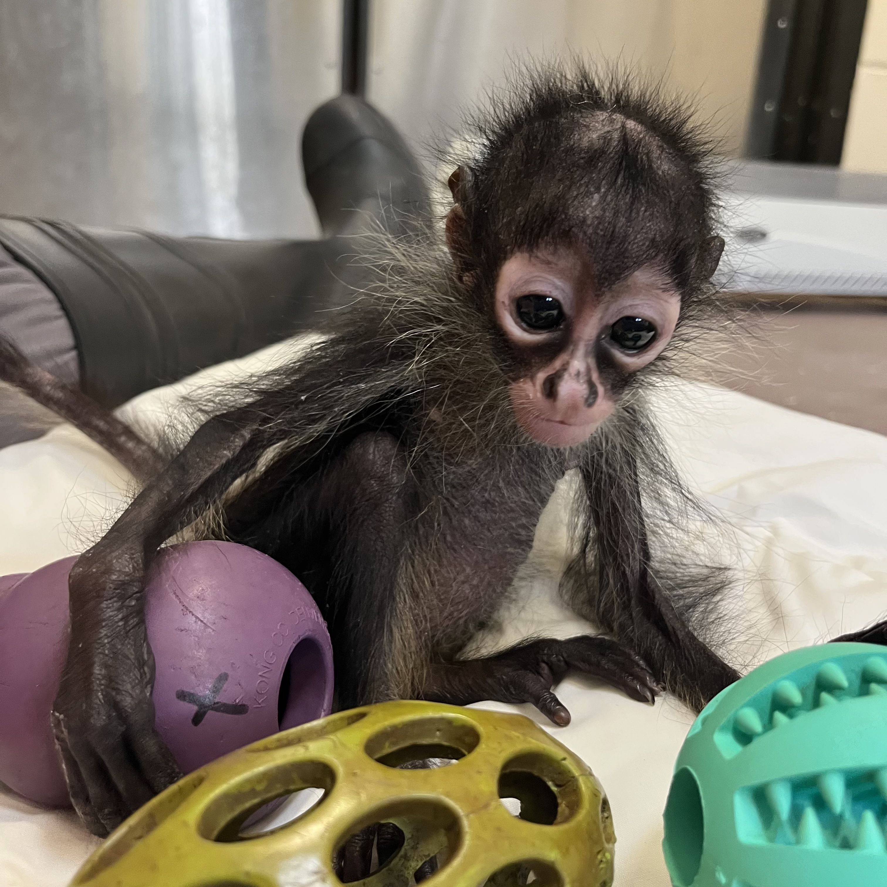 Photo of a baby spider monkey playing with some toys in between a human's legs