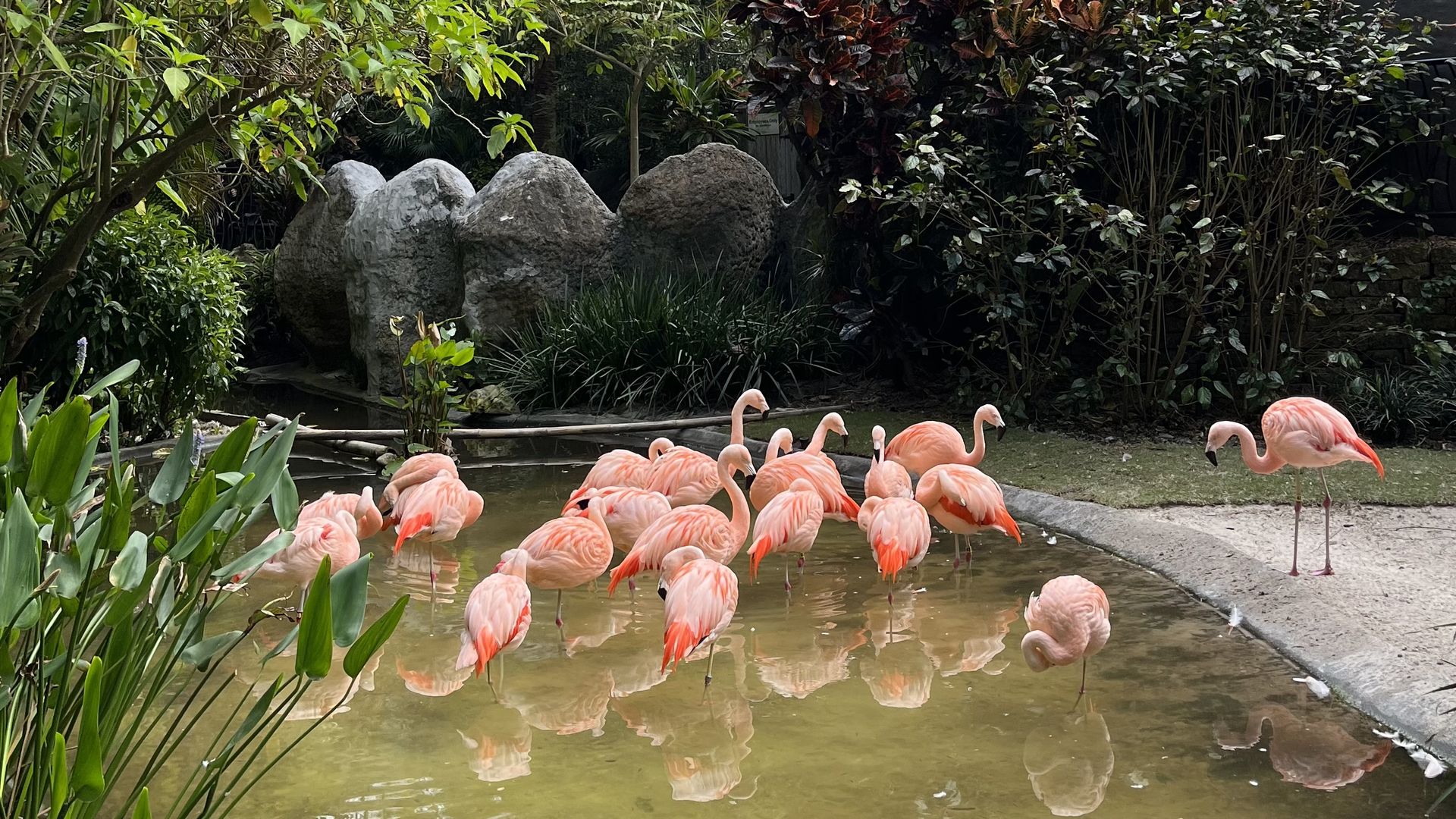 Group of pink flamingos standing and wading in shallow water surrounded by lush green, red, and purple foliage and large rocks in a garden setting.