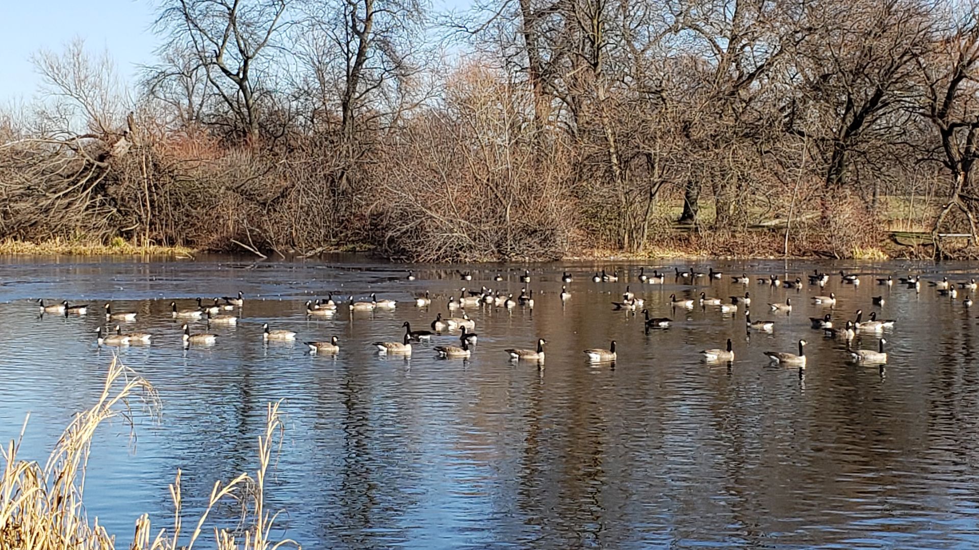 Ducks swim in a river. 