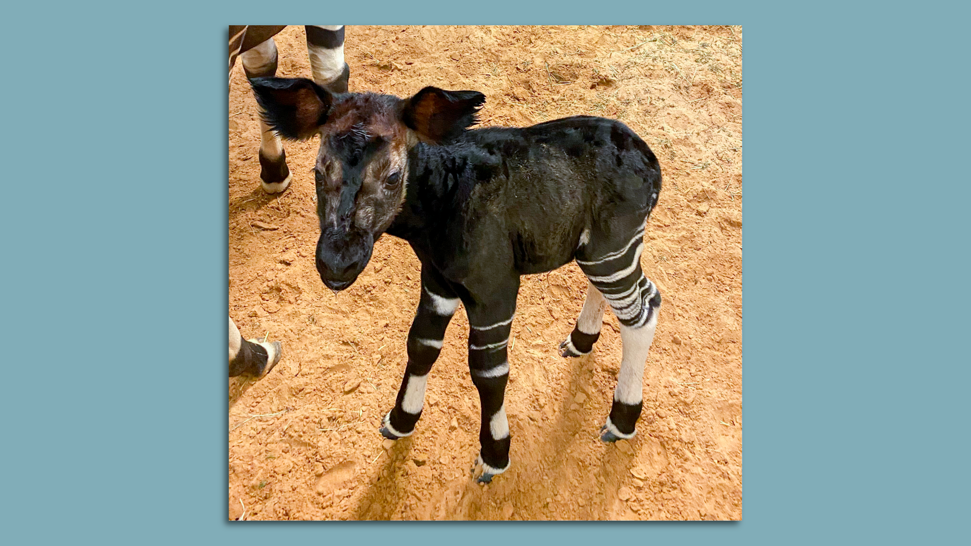 A baby okapi named Sylvester, after Houston Mayor Sylvester Turner, stands and looks at the camera 