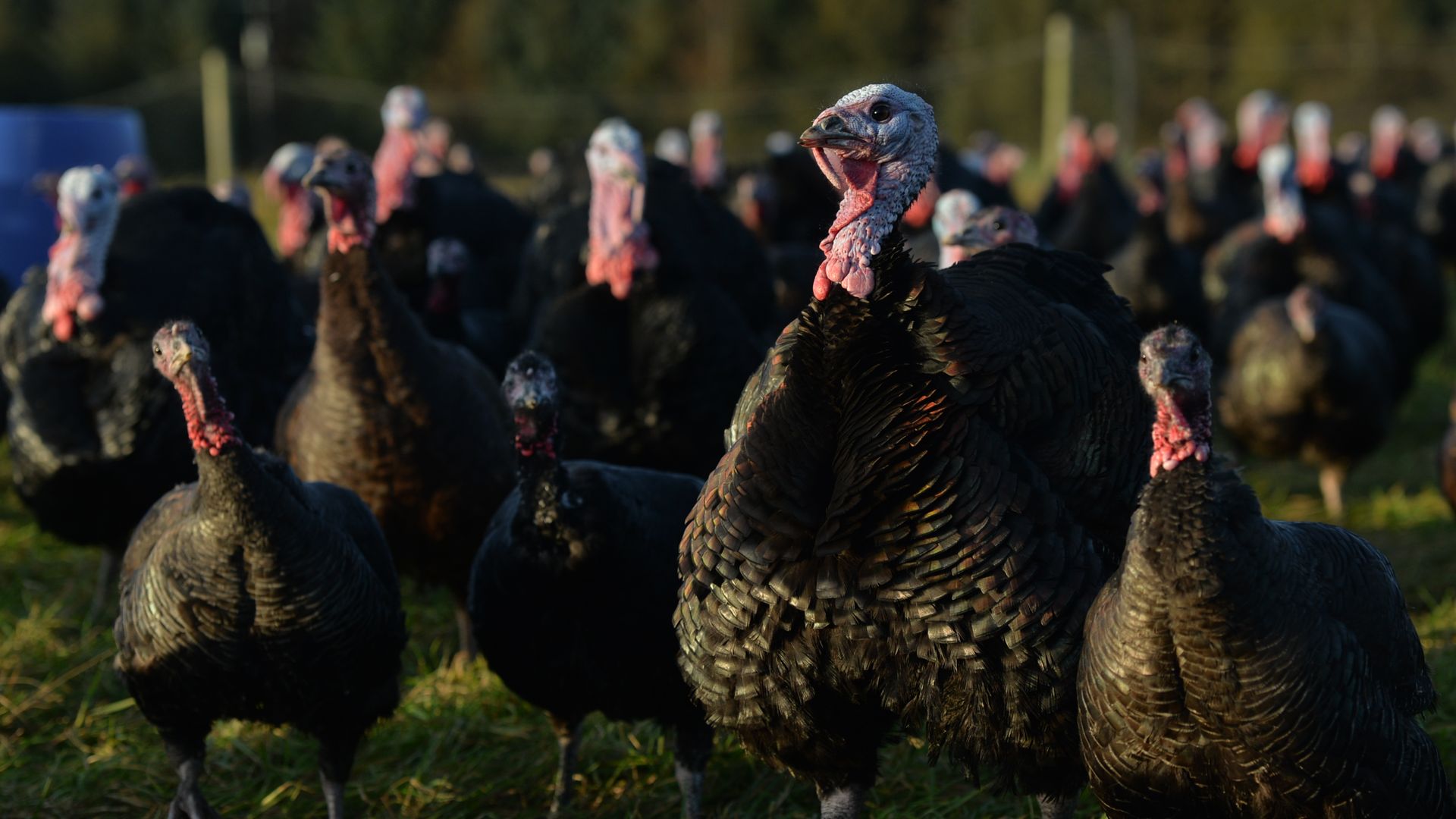 Turkeys at a turkey farm