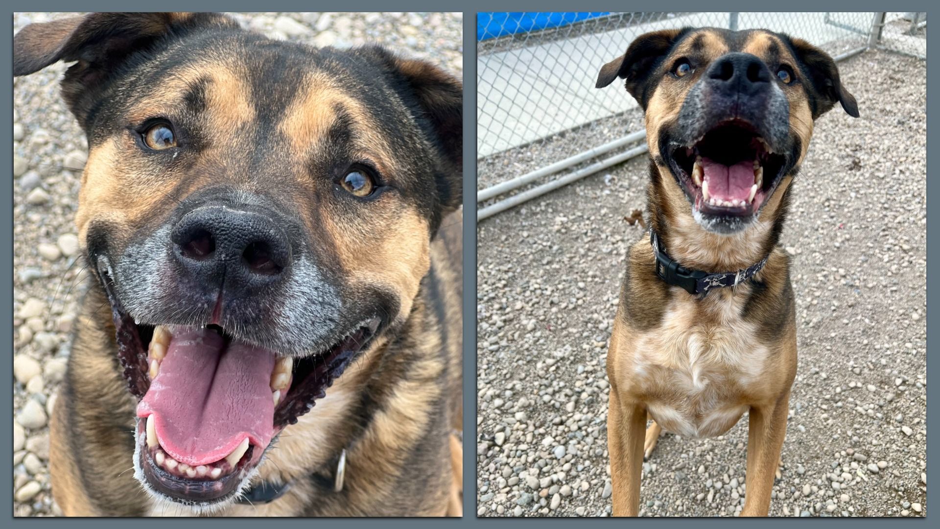 Two happy dogs in a split-image: on the left a close-up of a tan-and-black dog with its tongue out; on the right a full-body shot of another dog with mouth open in a joyful grin near a chain-link fence.