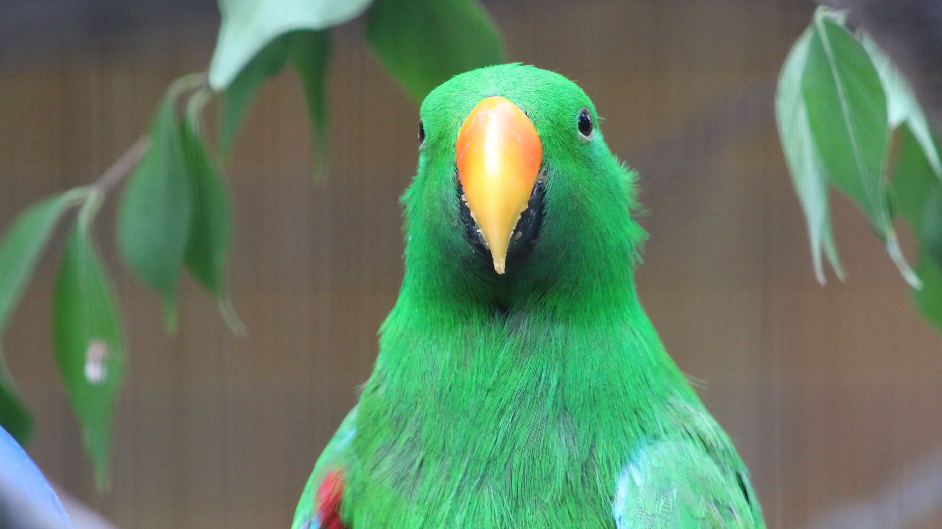 A bird from Blank Park Zoo