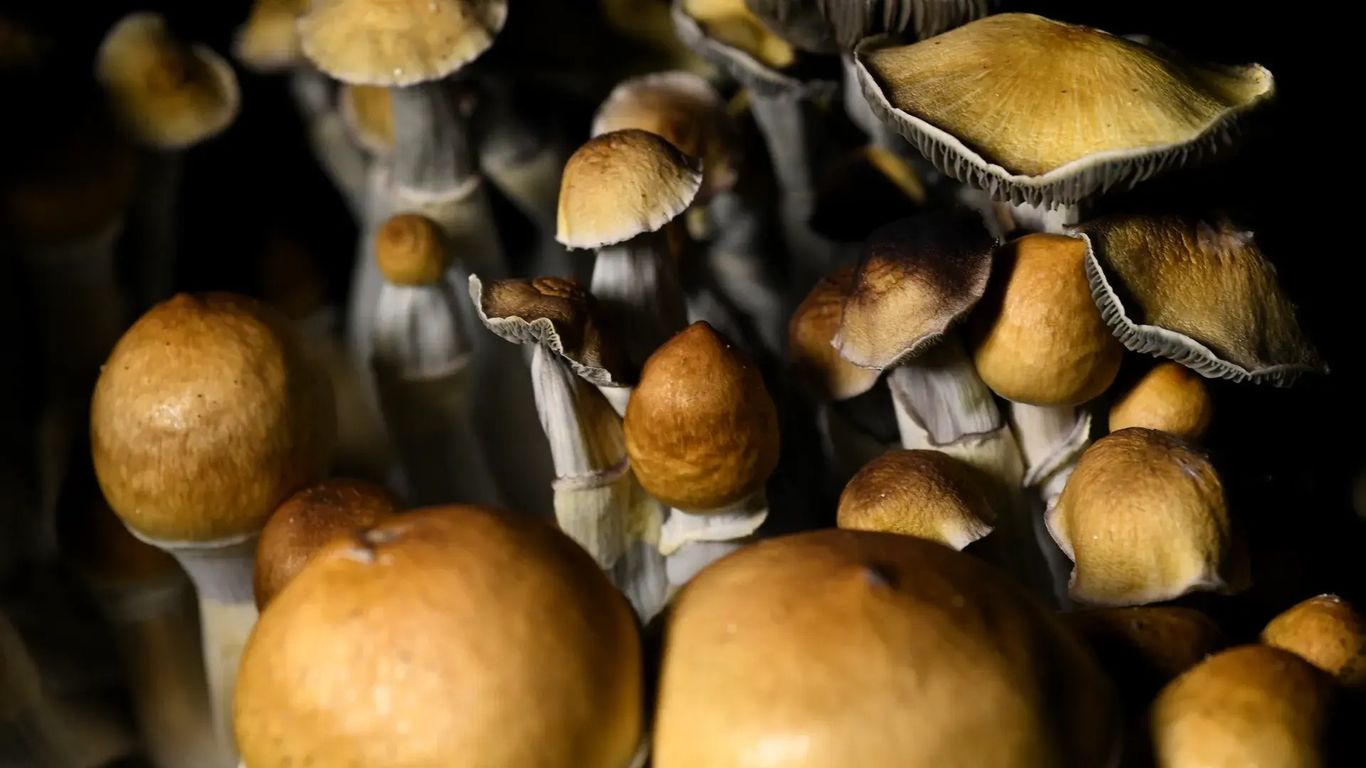 Psilocybin magic mushroom busts are increasing in Oregon - Axios Portland