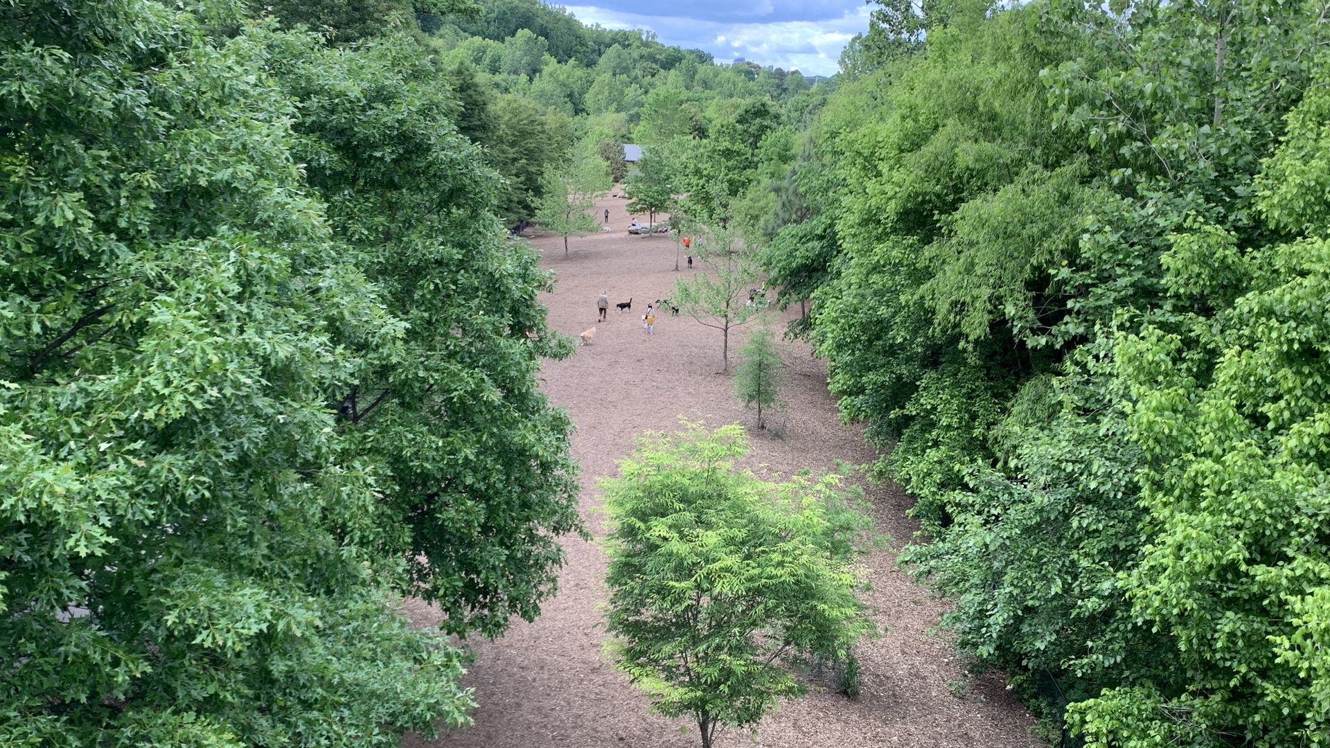 Dog park and trees