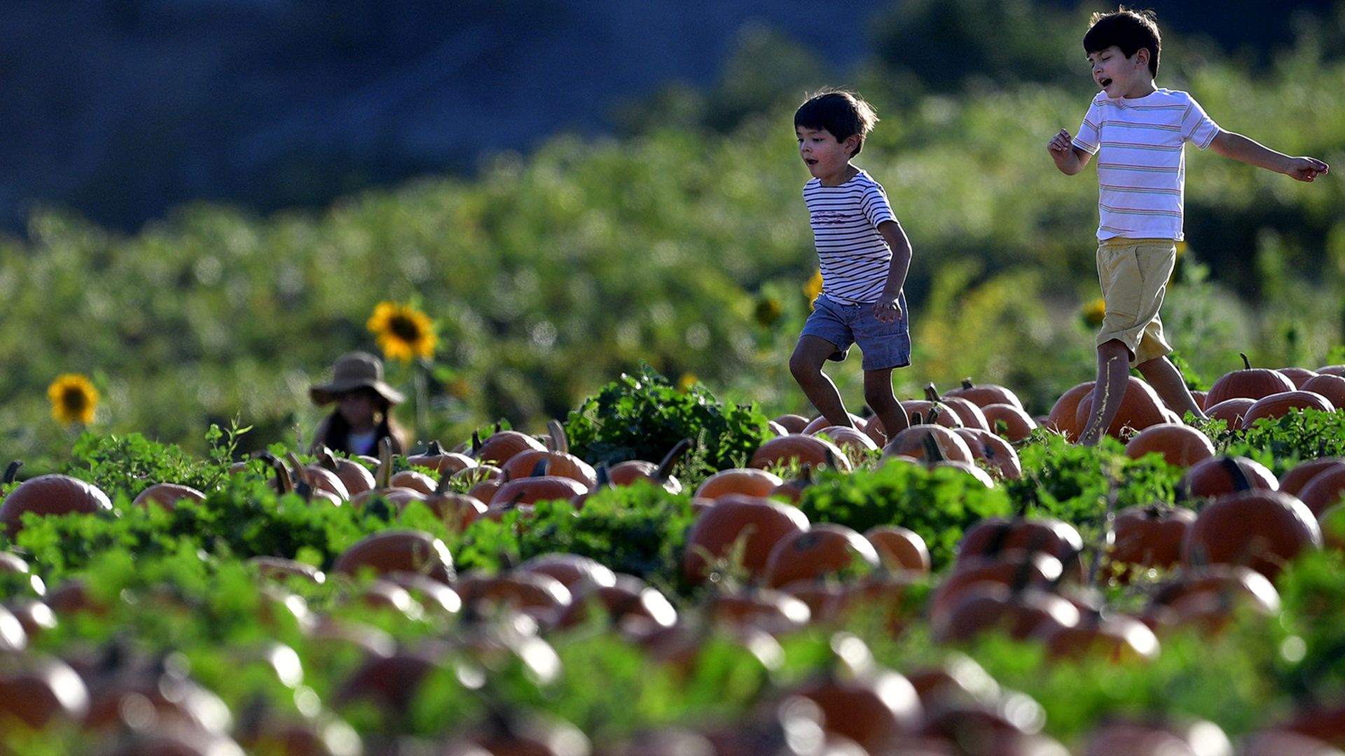 Two boys run through a pumpkin patch