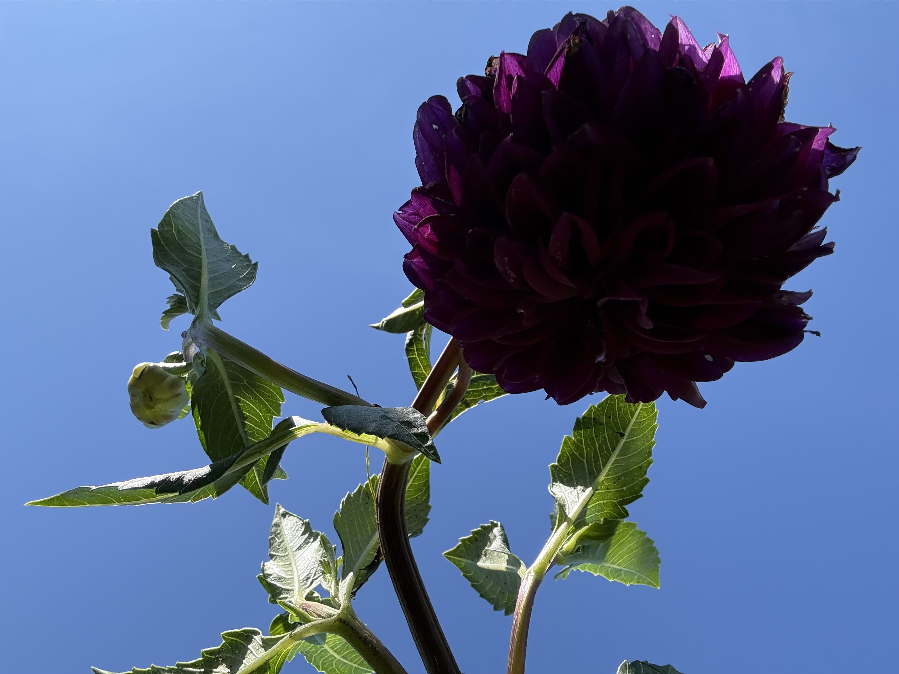 Close-up of a deep purple dahlia against a clear blue sky, with green leaves, a thick stem, and a small unopened bud.