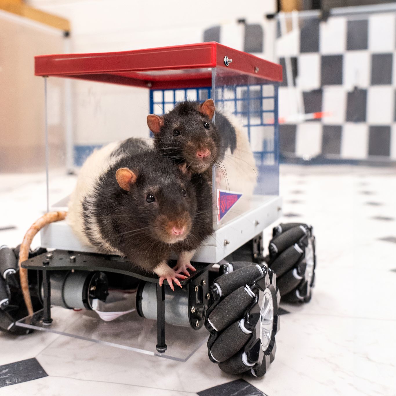 Richmond rats learned how to drive tiny cars. It's bringing them