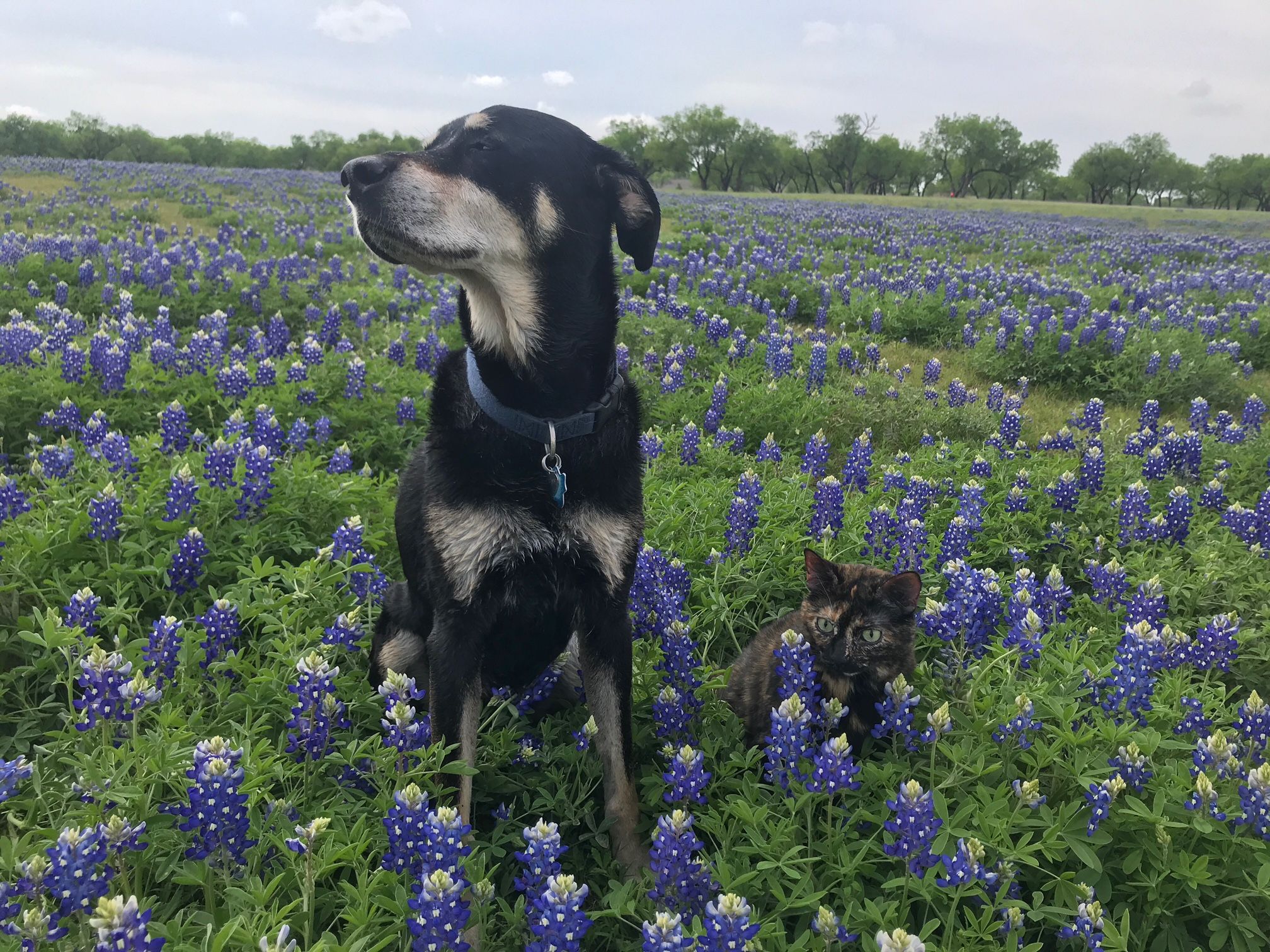 A dog and cat amid bluebonnets.