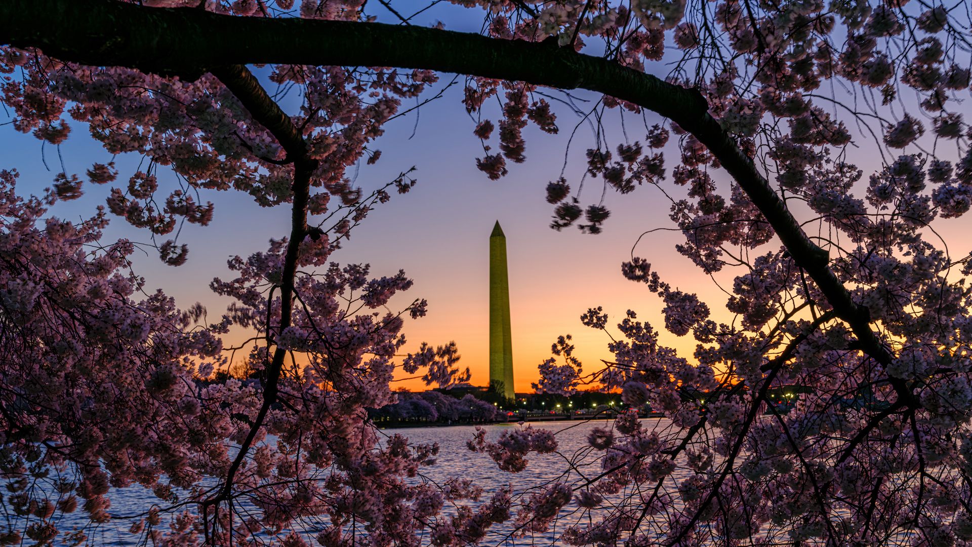 Washington monument at sunrise, seen through cherry blossom trees